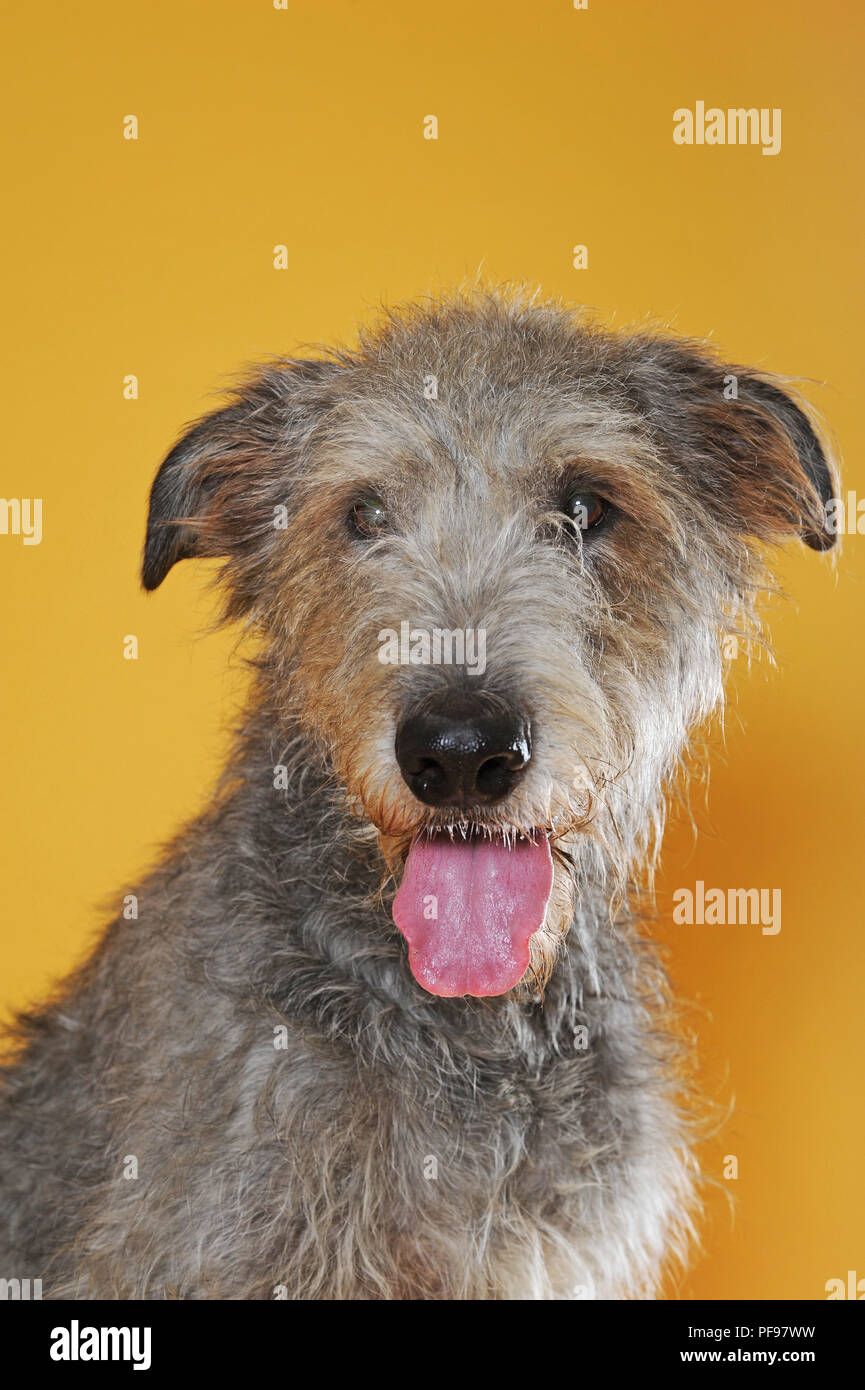 Irish Wolfhound, chienne, animal portrait, Autriche Banque D'Images