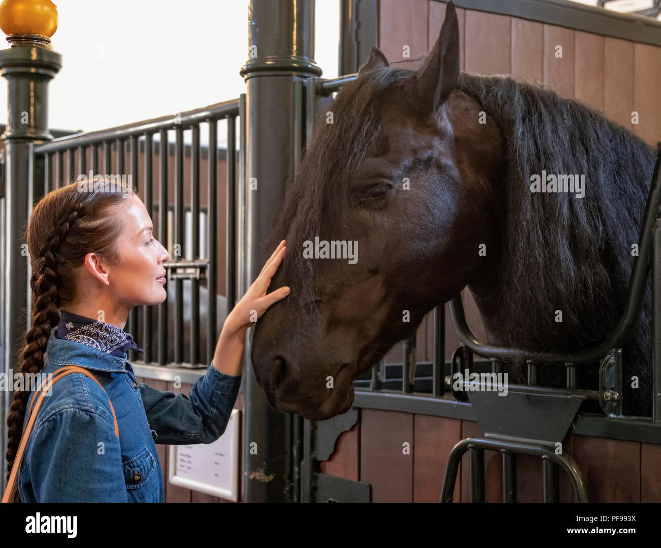 Visiteur de caresser un cheval frison dans les écuries royales, La Haye, Hollande méridionale, Pays-Bas, ouvert au public le 17 août 2018.. Banque D'Images
