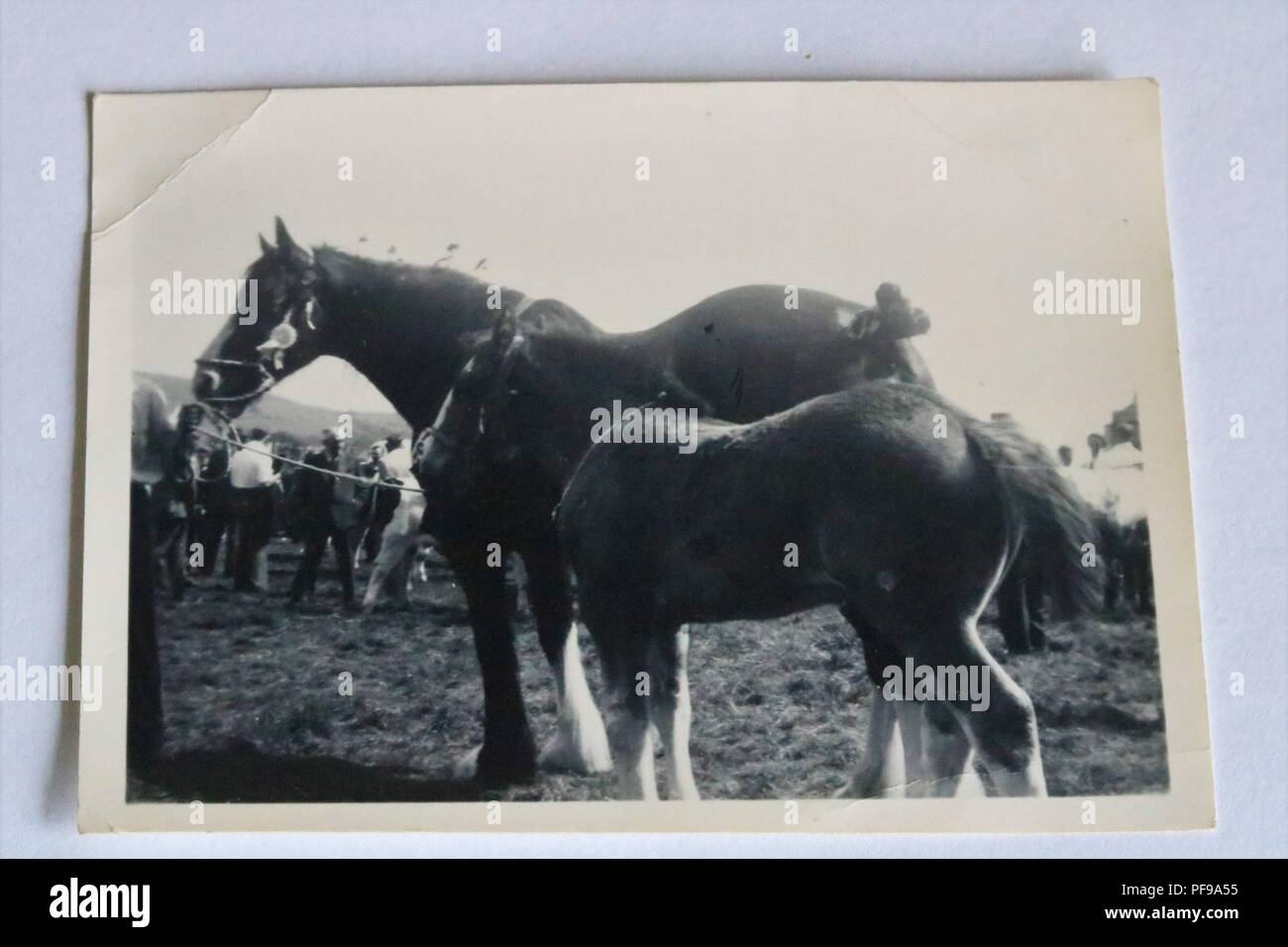 L'histoire sociale - Noir et blanc photographie ancienne montrant des chevaux - peut-être montrer comté - 1930 / 1940 Banque D'Images