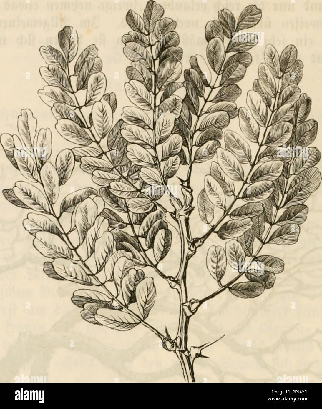 Ce texte allemand traite de la physionomie des arbres forestiers, en se concentrant sur des espèces comme Robinia hispida et Robinia viscosa. L'étude met l'accent sur les caractéristiques des différents types d'arbres, leur répartition et leur rôle dans les écosystèmes forestiers. Le texte original peut avoir été amélioré numériquement pour plus de lisibilité. Banque D'Images