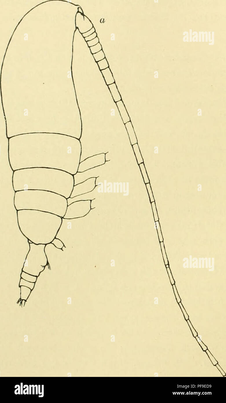 . Deutsche Südpolar-Expedition, 1901-1903, im Auftrage des Reichsamtes des Innern. Gauss (navire) ; les expéditions scientifiques ; l'Antarctique. 340 Deutsche Südpolar-Expedition. 191. Angaptilus paluniboi Giesbrecht wurde zusammen mit dem vorigen am 9. Oktober 1903 (3000 m) gefunden. 192. Angaptilus Textfig longinianus (le SRAS. 73 a-c) ist erst kürzlich von Sars (Bull. Mus. Oceanogr. 1905) beschrieben worden und durch die appartements- ordentUche Länge des 1. Gliedes Innenaste Maxillipeden vom der hinteren charakterisiert ; es ist. Veuillez noter que ces images sont extraites de la page numérisée des images qui peuvent avoir b Banque D'Images