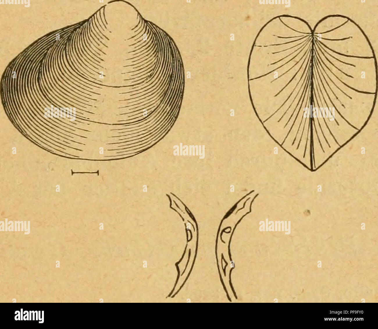 Gravure Ancienne Originale - 1839 - Pleurobranches (Mollusques Gastéropodes Marins)