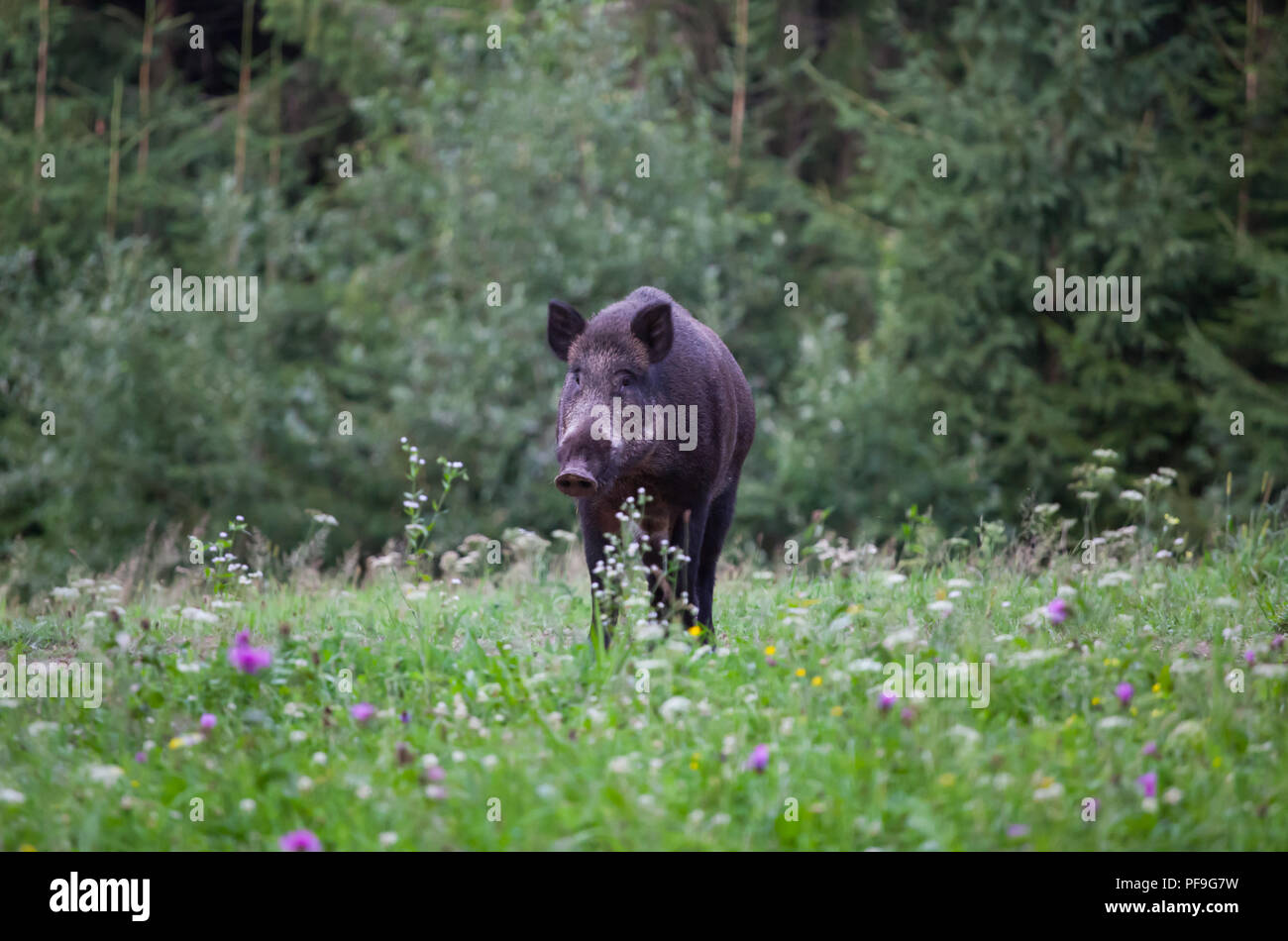 Le sanglier (Sus scrofa ferus) randonnée pédestre en été domaine Banque D'Images