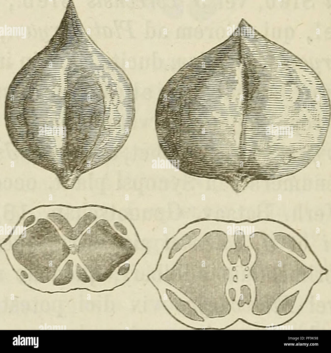 . Breves diagnostics plantarum novarum Japoniae et Mandshuriae. Les plantes ; les plantes. Termiuali obovato 636 â â-oblongo basi breve cuneato serrulatis, arboris juvenilis argute floribus ; ; ; nuceopacacompressarotundatautrinqueapicevalde acutissimeque... drupa acuminata, margine secus fissuram carinatajfaciebussecusdissepimen-ancipiti aiguë- tum et distincte du bassin, saepe profunde sulcata, sulco angusto subrimiformi sublaevi rugulosa, ceterum obsolète ; dissepimentis spuriis subquatuor lacunis nullis, primarii (rarissime) putaminisque crassissimi nullis binis secus quamvis fissuram percurso omnibus, ap Banque D'Images