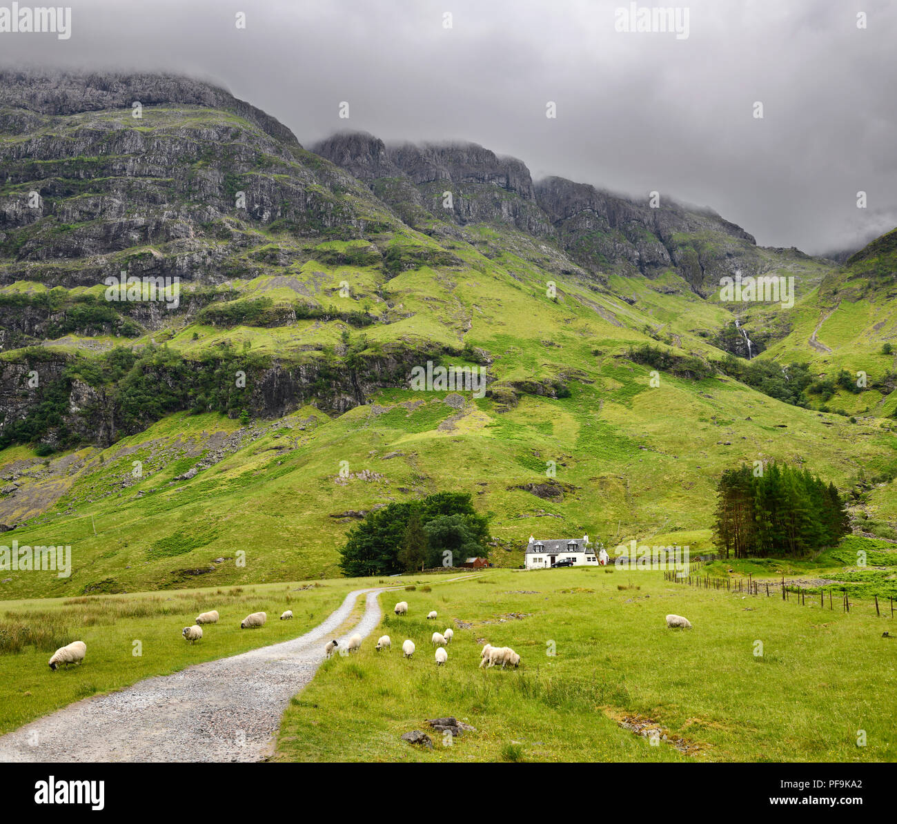 Face noire des moutons paissant à Achnambeithach sous cottage Aonach Dubh cascade de Bidean nam Bian Glen Coe Highlands écossais Ecosse Banque D'Images