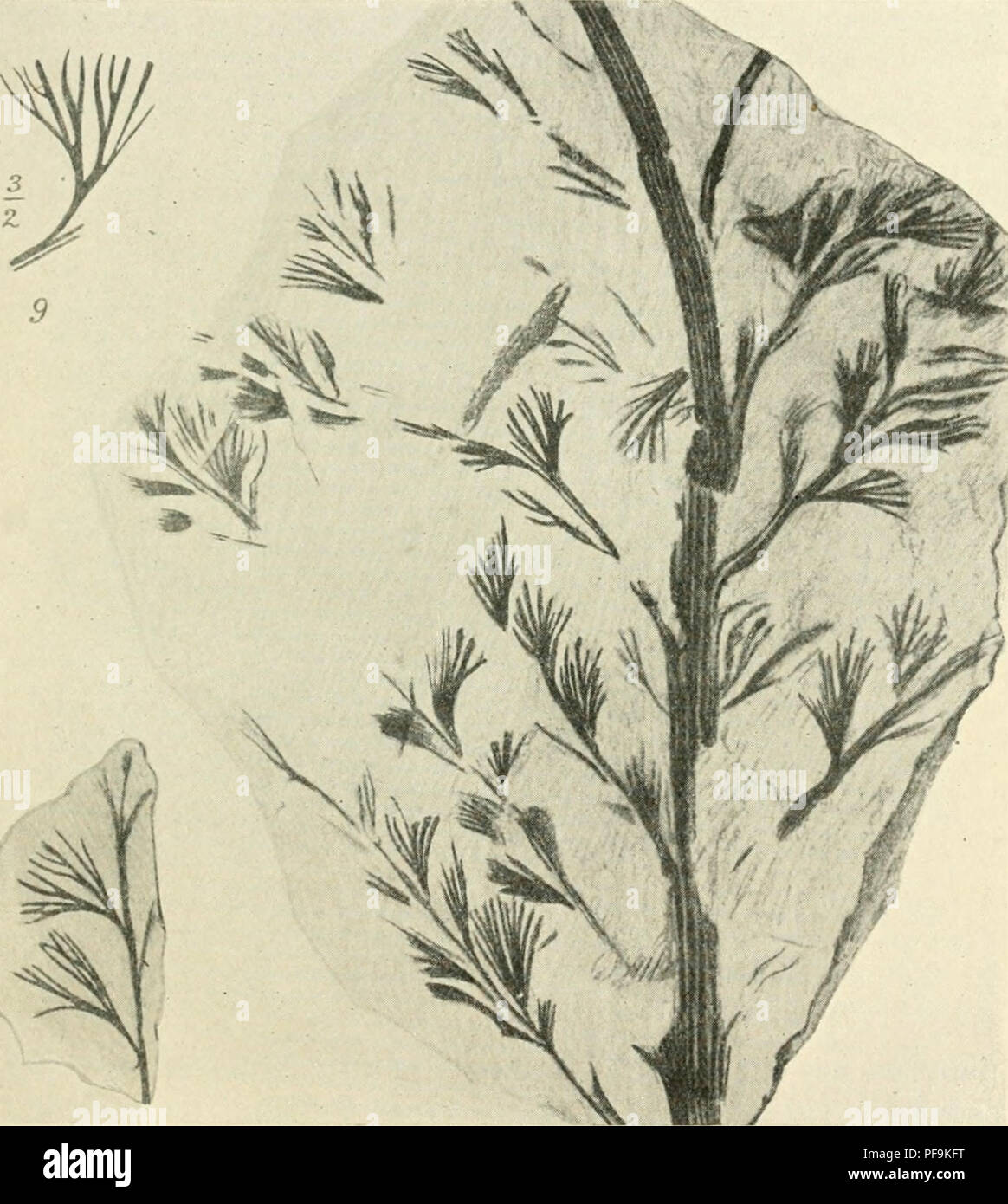 . Les flores du Dévonien ; une étude de l'origine des Cormophyta. La paléobotanique -- Dévonien. vj ARCHAEOPTERIS Pteropsida. Archaeopteris 59, Dawson, 1871^ (Figs. 28-32). Frondes de grande taille, avec un stipiilar bipennées, base de stipules en paires, un ranicntum adnatc, et sur la partie inférieure du pétiole. Pinnules stériles habituellement mangé ou ovatc'obo-cunéiforme, ensemble, avec un ortoothed flabellé. Fig. .31. Ardtaeoplerisfissilis Schmalli,., de tlic de modules EUE du Dévonien supérieur- mereland. (Nat. size sauf fig. 9, qui est marqué x|.) Après Nathorst (1904). 1 Voir Carruthers (1872) ; (1888) ; Kidston Nathorst (1902) et Banque D'Images