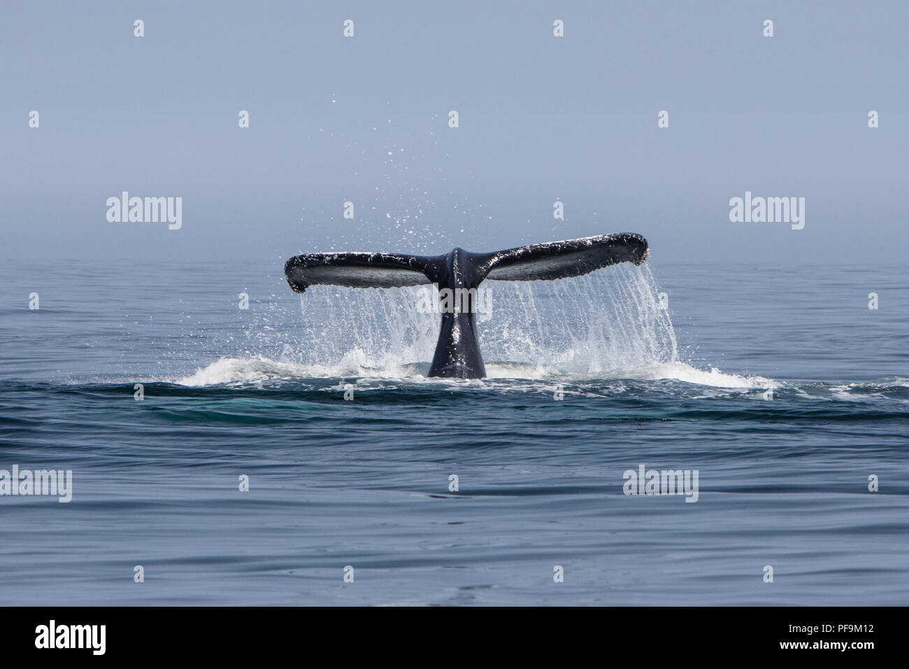 Un rorqual à bosse, Megaptera novaeangliae, soulève sa queue pour plonger dans l'océan Atlantique Nord au large de Cape Cod, au Massachusetts. Banque D'Images