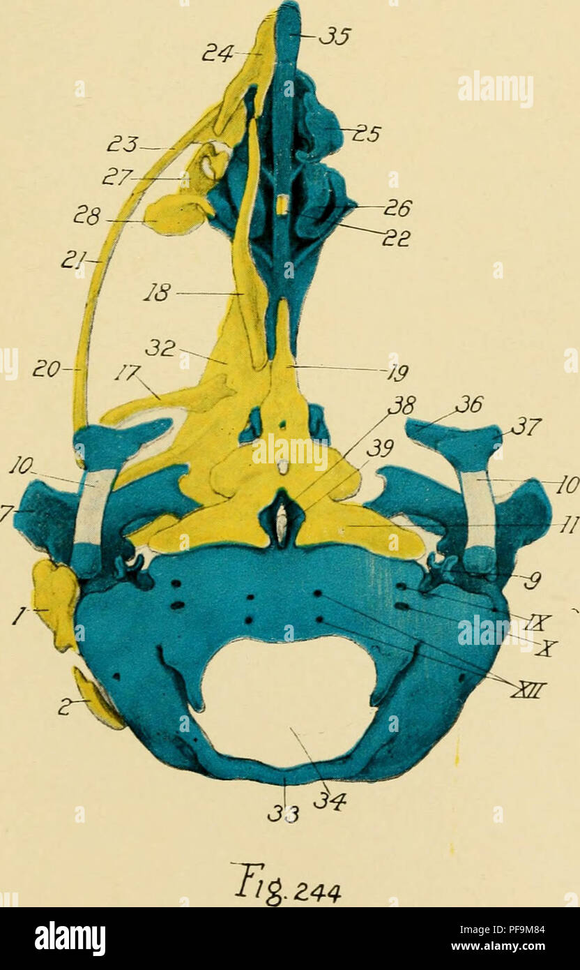 . Le développement du poussin : une introduction à l'embryologie. L'embryologie ; Poulets -- les embryons. F/g 243. Veuillez noter que ces images sont extraites de la page numérisée des images qui peuvent avoir été retouchées numériquement pour plus de lisibilité - coloration et l'aspect de ces illustrations ne peut pas parfaitement ressembler à l'œuvre originale.. Lillie, Frank Rattray, 1870-1947. New York : Henry Holt Banque D'Images