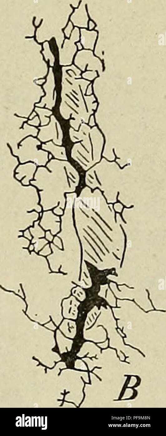 . Le développement de l'organisme humain : un manuel des droits de l'embryologie. L'embryologie ; embryon, Non-Mammalian. . Veuillez noter que ces images sont extraites de la page numérisée des images qui peuvent avoir été retouchées numériquement pour plus de lisibilité - coloration et l'aspect de ces illustrations ne peut pas parfaitement ressembler à l'œuvre originale.. McMurrich, J. Playfair (James Playfair), 1859-1939. Philadelphia : P. fils de Blakiston &AMP ; co. Banque D'Images