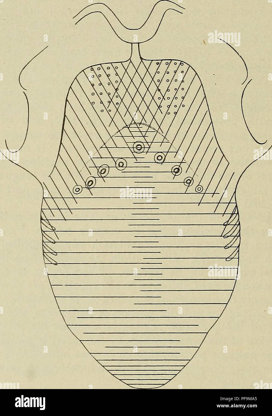 . Le développement de l'organisme humain : un manuel des droits de l'embryologie. L'embryologie ; embryon, Non-Mammalian. 292 les glandes salivaires a séparé de l'épithélium de l'étage de la joue à l'exception de groove à son extrémité antérieure et est devenu partie intégrante de la connec- tion de tissus la joue. Ce tube est facilement reconnaissables comme la glande parotide et conduit, et de ce dernier alors qu'il passe à travers le muscle masséter un sachet-like est formé au début de l'excroissance qui pb- représente le soda parotidis.. Fig. 176.-Schéma de la distribution des nerfs sensoriels le de la langue. Les repas fournis par le f Banque D'Images