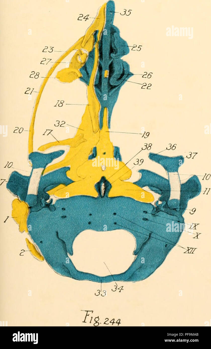 . Le développement du poussin ; une introduction à l'embryologie. Les oiseaux -- l'embryologie. f/g ^^^ . Veuillez noter que ces images sont extraites de la page numérisée des images qui peuvent avoir été retouchées numériquement pour plus de lisibilité - coloration et l'aspect de ces illustrations ne peut pas parfaitement ressembler à l'œuvre originale.. Lillie, Frank Rattray, 1870-1947. New York, Holt Banque D'Images