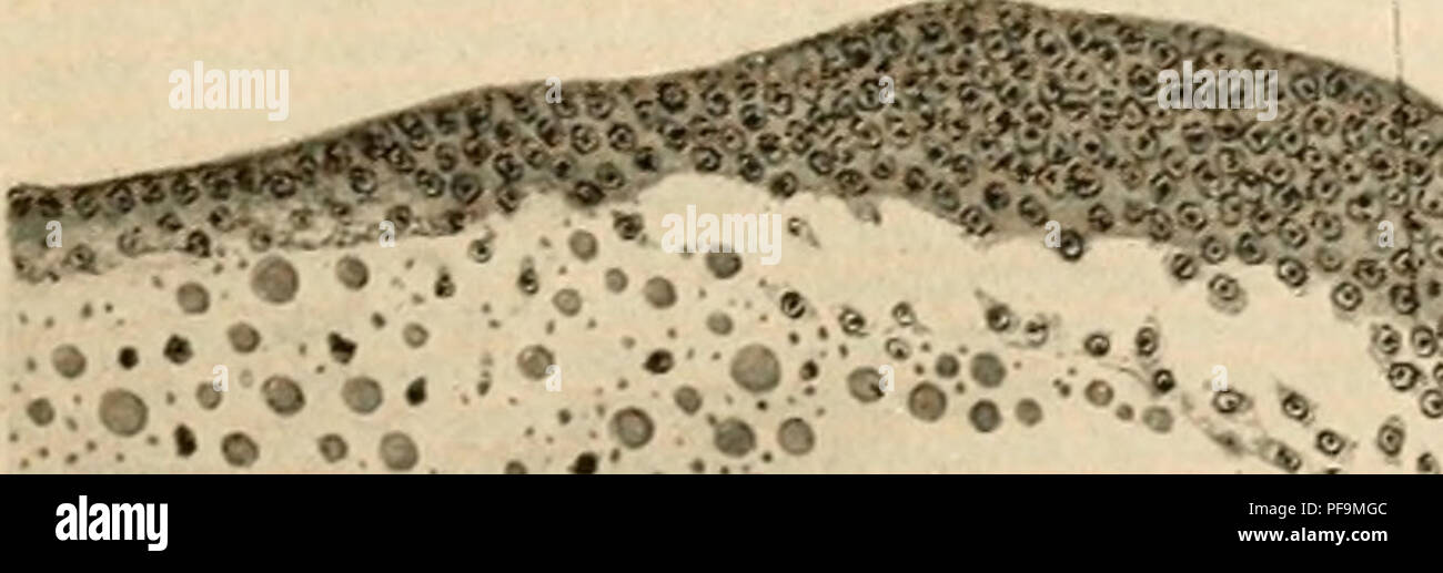 . Le développement du poussin ; une introduction à l'embryologie. Les oiseaux -- l'embryologie. "Â Â"^. Z'"^/'/ '^^Â"^'-. Veuillez noter que ces images sont extraites de la page numérisée des images qui peuvent avoir été retouchées numériquement pour plus de lisibilité - coloration et l'aspect de ces illustrations ne peut pas parfaitement ressembler à l'œuvre originale.. Lillie, Frank Rattray, 1870-1947. New York, Holt Banque D'Images