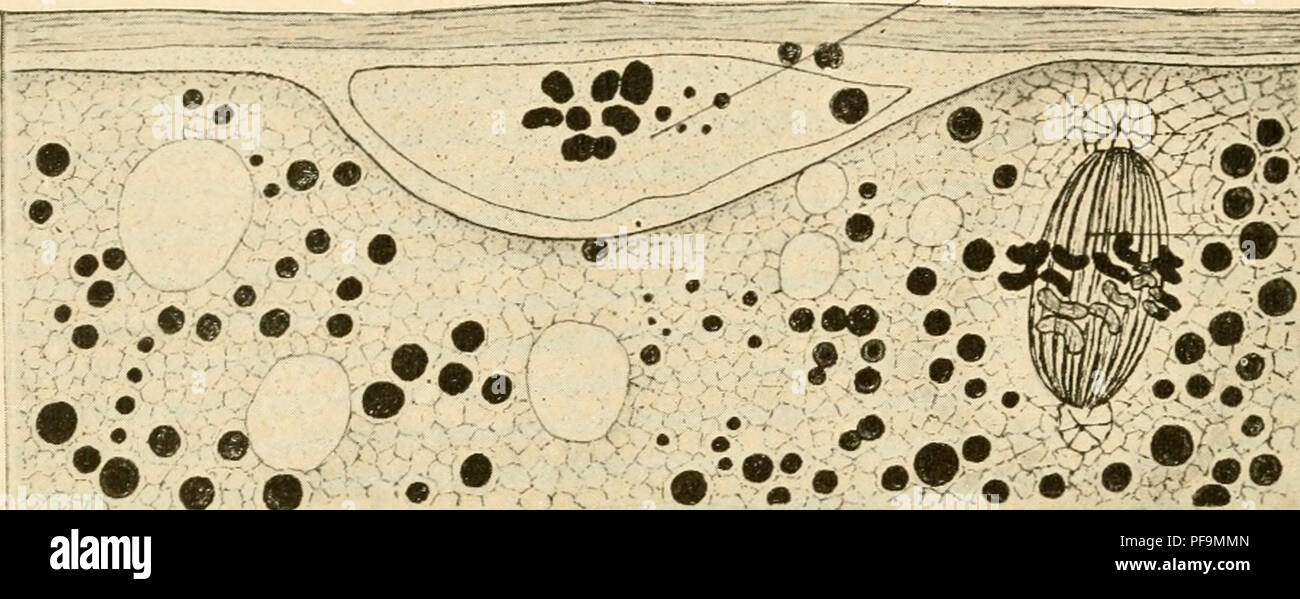 . Le développement du poussin ; une introduction à l'embryologie. Les oiseaux -- l'embryologie. 34 LE DÉVELOPPEMENT DU POUSSIN donc à chaque extrémité de l'axe il y a huit groupes de 2. Ceux à l'extrémité extérieure puis entrez un Uttle bud de protoplasme projeter au-dessus de la surface de la disque germinal, et ce bourgeon avec les dyades est coupé comme le premier globule polaire, qui se trouve dans une dépression du disque germinal sous la membrane vitelline (Fig. 11). Huit dyades, par conséquent, rester dans le disque germinal. Un deuxième axe de maturation est alors formé presque immédiatement, apparemment sans l'intervention d'un r Banque D'Images