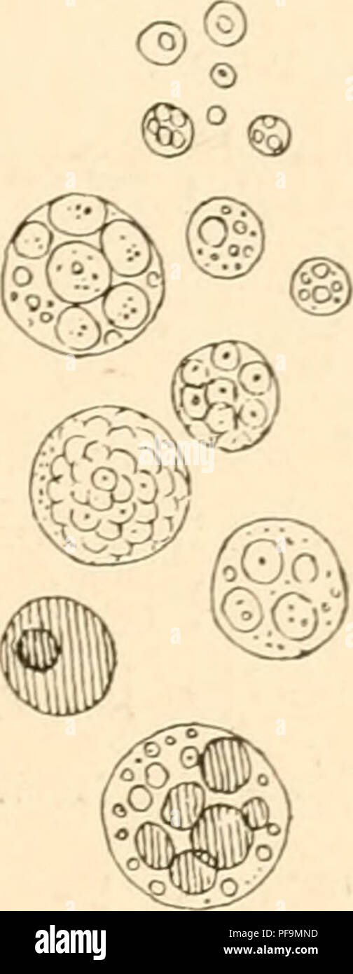 . Le développement du poussin ; une introduction à l'embryologie. Les oiseaux -- l'embryologie. L'Oeuf 19. Le 3'olk et blastoderme sont intégrés dans la membrane vitelline délicate ; l'œuf est un aliment très nutritif destiné à être progressivement digérés et absorbés par les cellules vivantes du blastoderme et utilisés pour la croissance de l'embryon. Il n'est pas de composition uniforme dans l'ensemble, mais se compose de deux ingrédients principaux connu comme le jaune et le blanc d'oeuf. Le jaune d'œuf constitue la plus grande partie de l'oeuf-sphère ; la partie principale du livre blanc jaune est une masse en forme de ballon, l'ampoule de qui sait, Banque D'Images