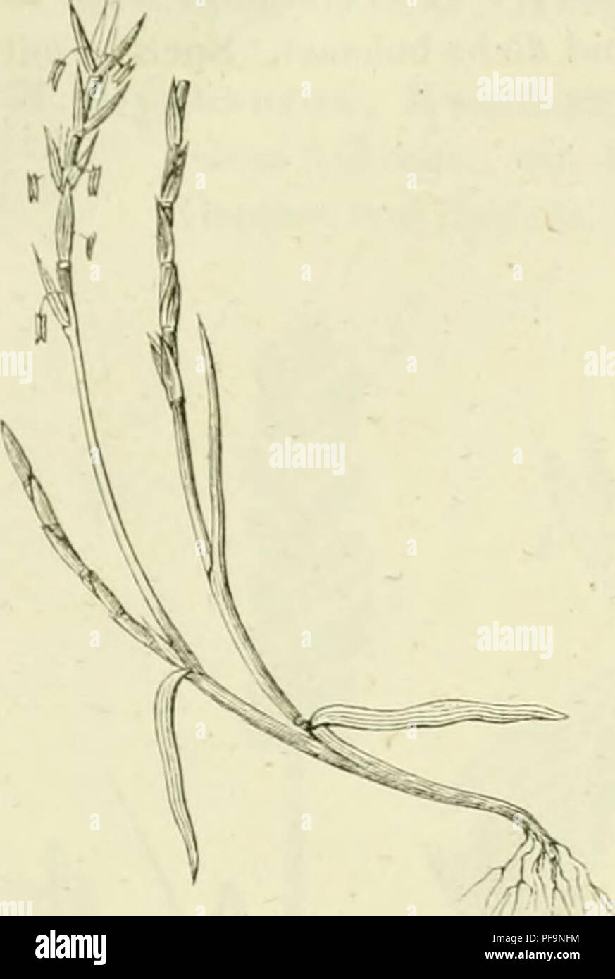 . Deutschlands Gräser und zu leichter Erkenntniss Getreidearten Wuchse nach dem, den Früchten und Blättern, Blüthen zusammengestellt und für Land- und Forstwirtschaft und nach Vorkommen Nutzen ausführlich beschrieben. Les plantes. VII. Chapitre. Tabelle der (jattuiigen. N° 13-17. 263 einander'. Klappen und Spelzen breitlanzettlieh ; zugespitzt, aber nicht être- grannt. Auf iedem Absätze' steht ein Aehrchcn 15.. Veuillez noter que ces images sont extraites de la page numérisée des images qui peuvent avoir été retouchées numériquement pour plus de lisibilité - coloration et l'aspect de ces illustrations ne peut pas perfec Banque D'Images