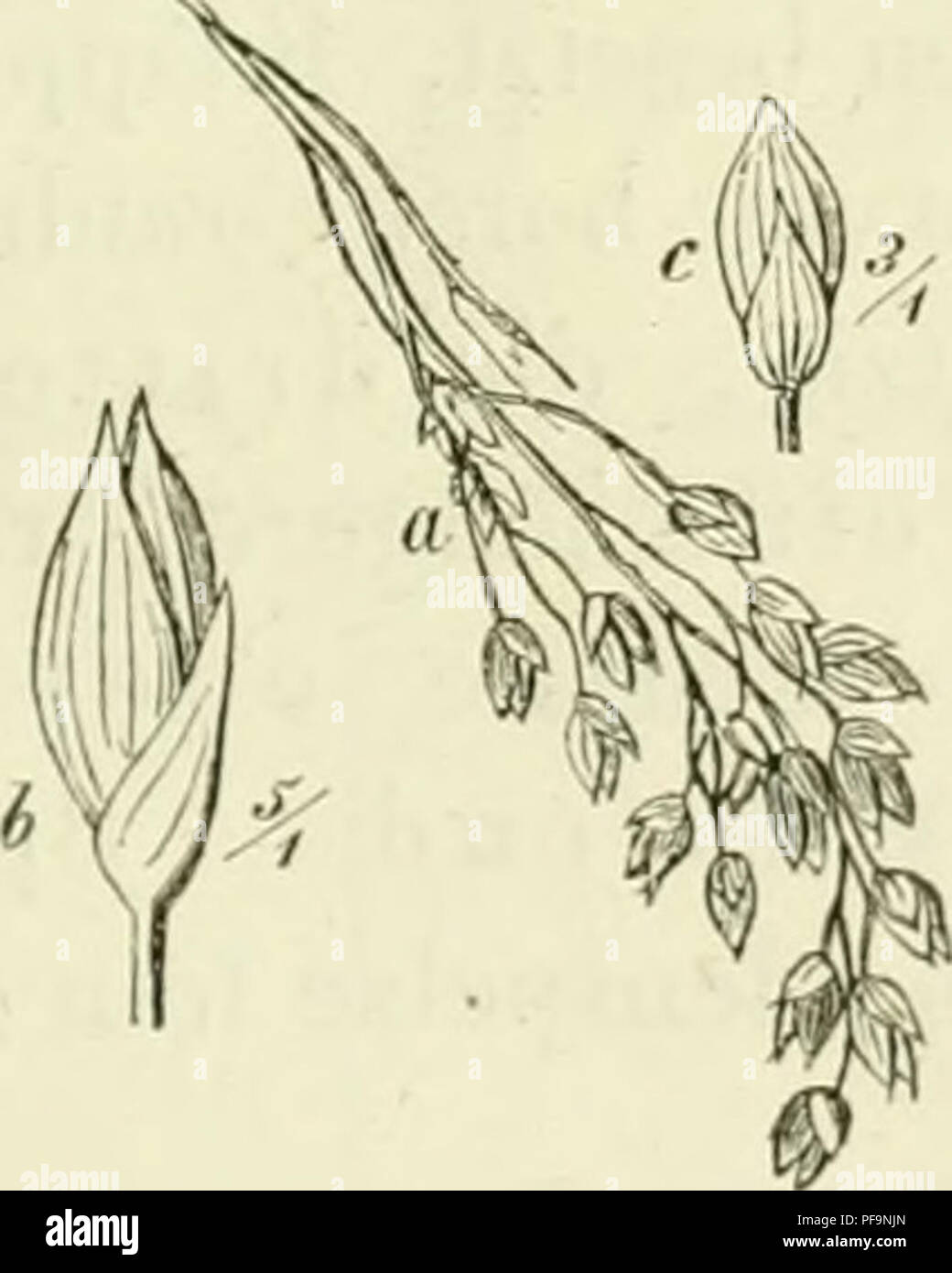 . Deutschlands Gräser und zu leichter Erkenntniss Getreidearten Wuchse nach dem, den Früchten und Blättern, Blüthen zusammengestellt und für Land- und Forstwirtschaft und nach Vorkommen Nutzen ausführlich beschrieben. Les plantes. (Etti. AttÜioxanihinii ) 1 , Alt 1:3(i. 245 V, 10. Wegen des Cumarin Geruchs (nach) mit Unrecht als Futtergras hochgeschätzt. b. Paleösae Kurzklappige,. Uiitcru oder die sehr klein beide Klappen fehlend oder. 1 1. 17. Le GATT. 12. Gruppe Paniceae, Hirsegräser. Untere Klappe Die sehr klein, selten fehlend, die obere von der des firössc linsenförmigen in- lich-Aehrchcns. Banque D'Images
