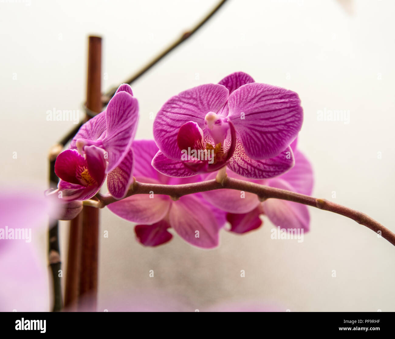 Jardin des Orchidées dans une serre vitrée avec divers orchidées phalaenopsis couleur Banque D'Images