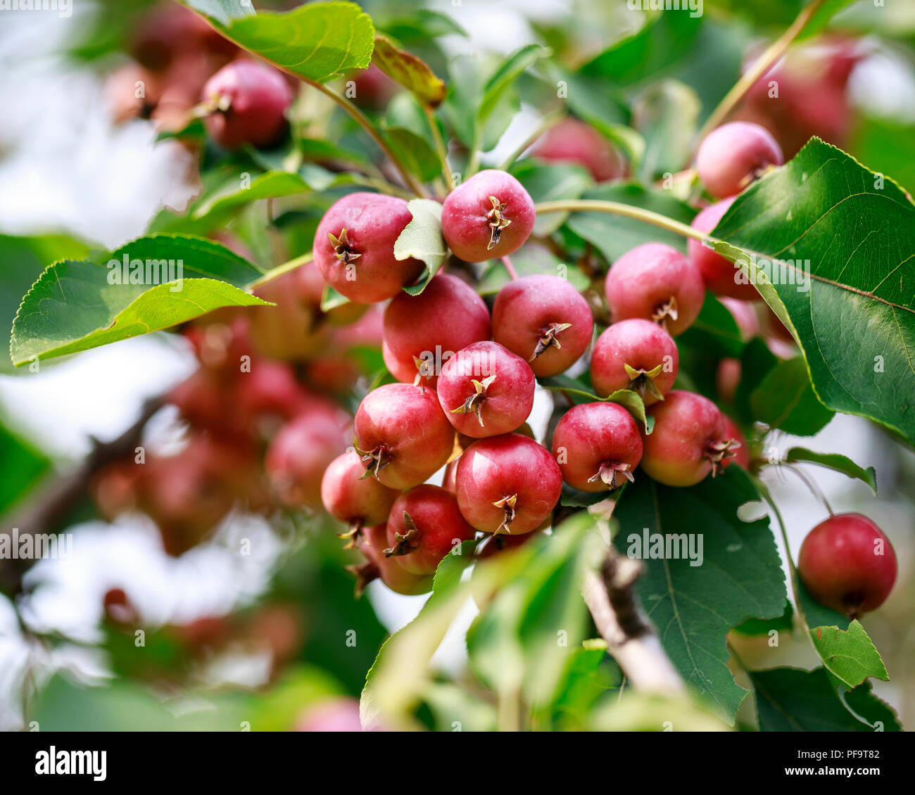 Pommetier, Malus sylvestris, Close up, Manitoba, Canada. Banque D'Images