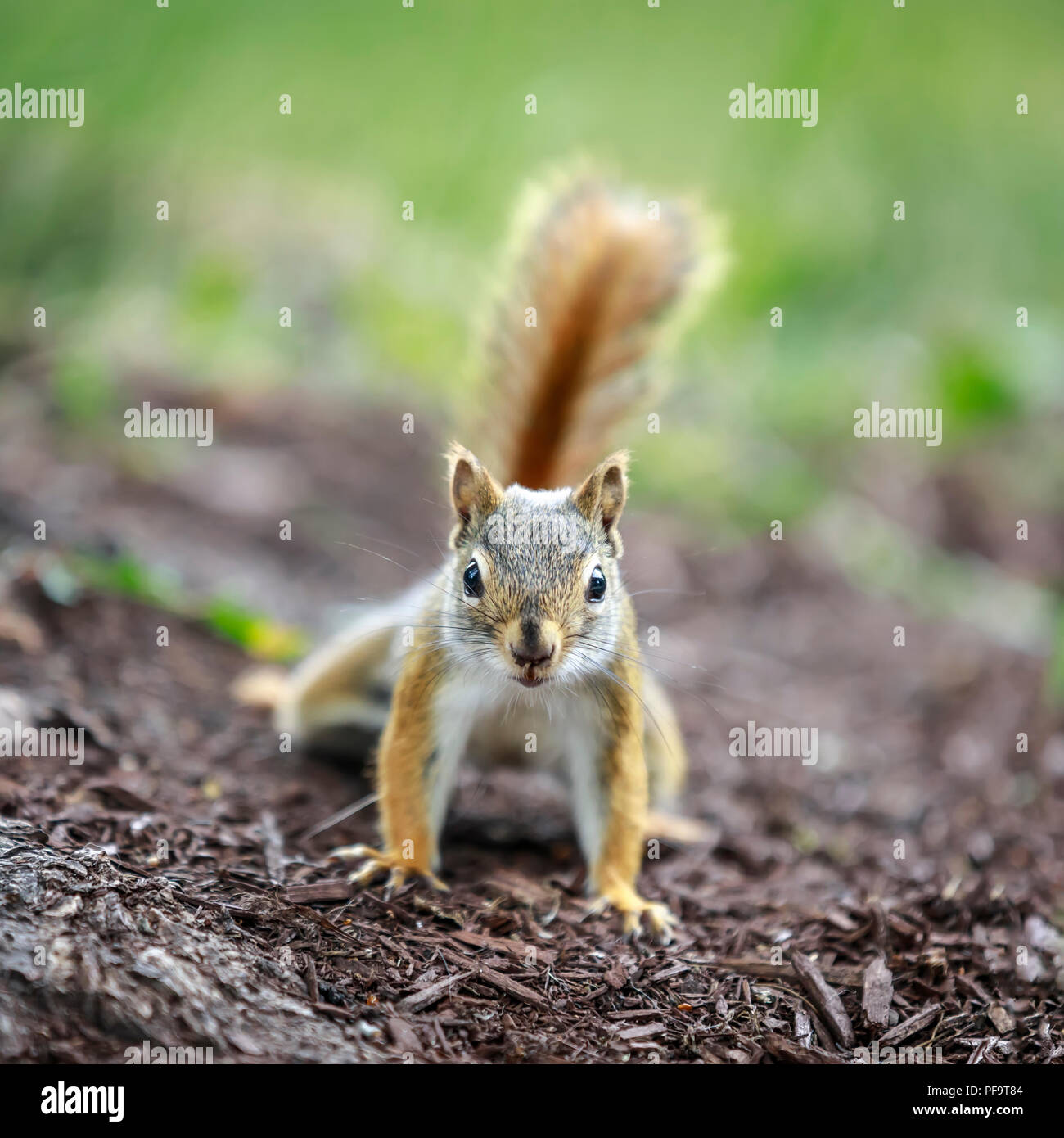 Écureuil roux (Tamiasciurus hudsonicus), Manitoba, Canada. Banque D'Images
