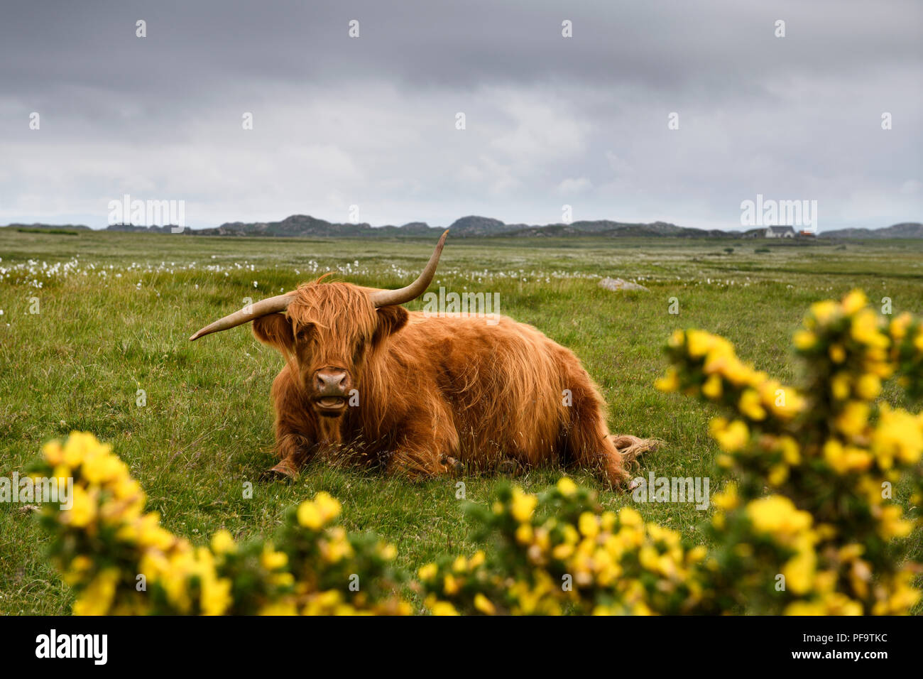 Highland cattle avec cornes tordues couché dans un champ sur le Ross de l'île de Mull Mull avec du jaune du genêt à balai Scotland UK Banque D'Images