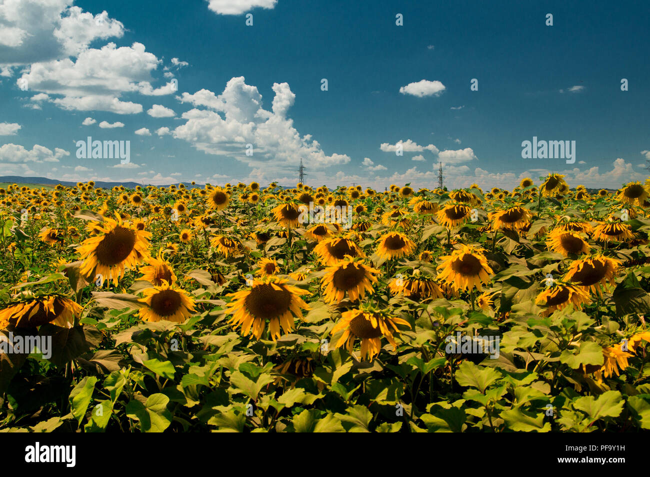 Champ de tournesol BULGARE AVEC CIEL BLEU Banque D'Images