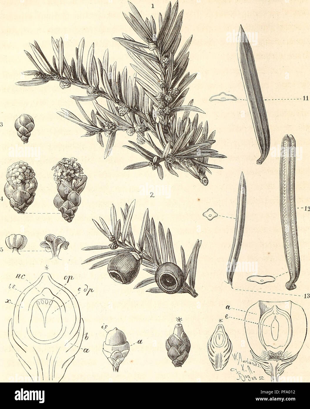 . Der Wald. Les forêts et la foresterie ; des arbres. 348 LI.. 89 G 710 S^aj-'Uö SiBenBauin ober, Taxus baccata L. 1. Mäunlid^^WdQ mit cn ^Iütf)en ; - 2.  %Vkh mit reifen grüd 2;10 ; - 3. eine nod ; ge|d;le Iofjene lütbenfnoö^^männliche je ; - 4. eine füld)e anfgcblüf;t, mit noä) fem(^Iü[|nnb enen (re) entlerten^tö mit @tan&amp;knte(n ; - 5.^tauügefäjjför ©ber, ebenfo berfelBen er ; - 6. ir)ei61id;e 33iütl;c ; - 7. biefe^ läng fc^nittcn burd; ; - 8. biefelbe fünfmal öergr. baran : amenfnos^e bie ©oben mit bem Äeimmunbe * ber nur einen ©amenbecfe (1 s), f^päter boljig bie iDerbenbe @amen]d;mangé x, ber ^^jenfern m nc noS Banque D'Images