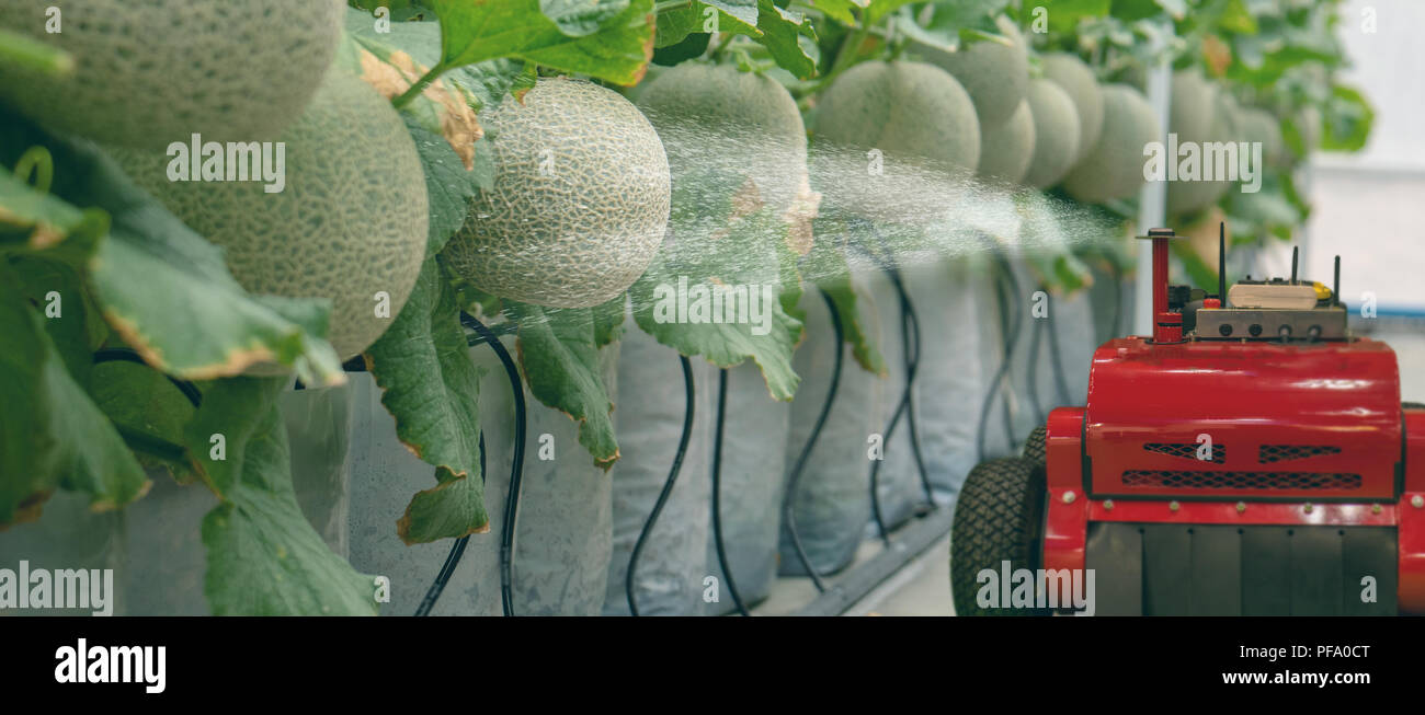 Robotique intelligente dans l'agriculture, concept futuriste robot-agriculteurs (automatisation) doit être programmée pour travailler pour la pulvérisation d'engrais chimiques,ou augmenter effici Banque D'Images