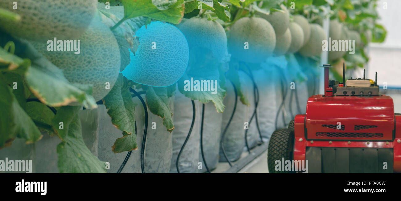 Robotique intelligente dans l'agriculture, concept futuriste robot-agriculteurs (automatisation) doit être programmée pour travailler pour la pulvérisation d'engrais chimiques,ou augmenter effici Banque D'Images