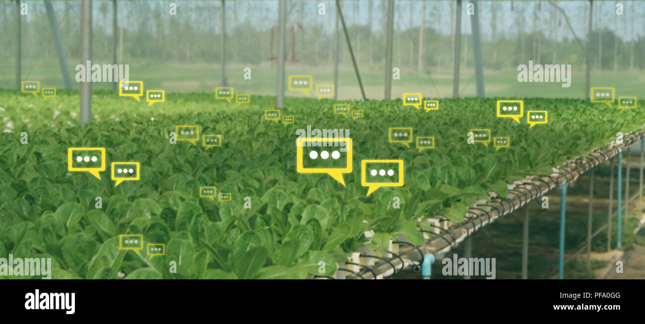 La bulle des données le chat détecter par technologie futuriste dans l'agriculture intelligente avec l'intelligence artificielle pour améliorer le rendement, l'efficacité, et profita Banque D'Images