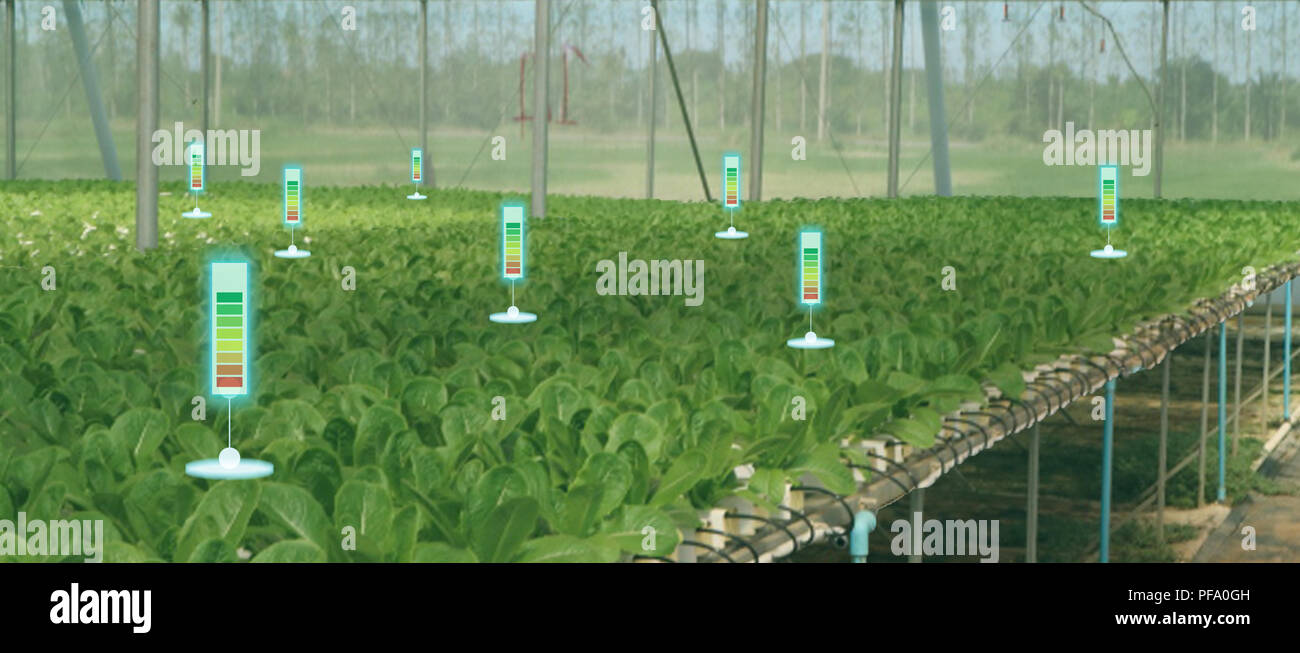 La bulle chat ou des données des compteurs le détecter par technologie futuriste dans l'agriculture intelligente avec l'intelligence artificielle pour améliorer le rendement, l'efficacité, une Banque D'Images