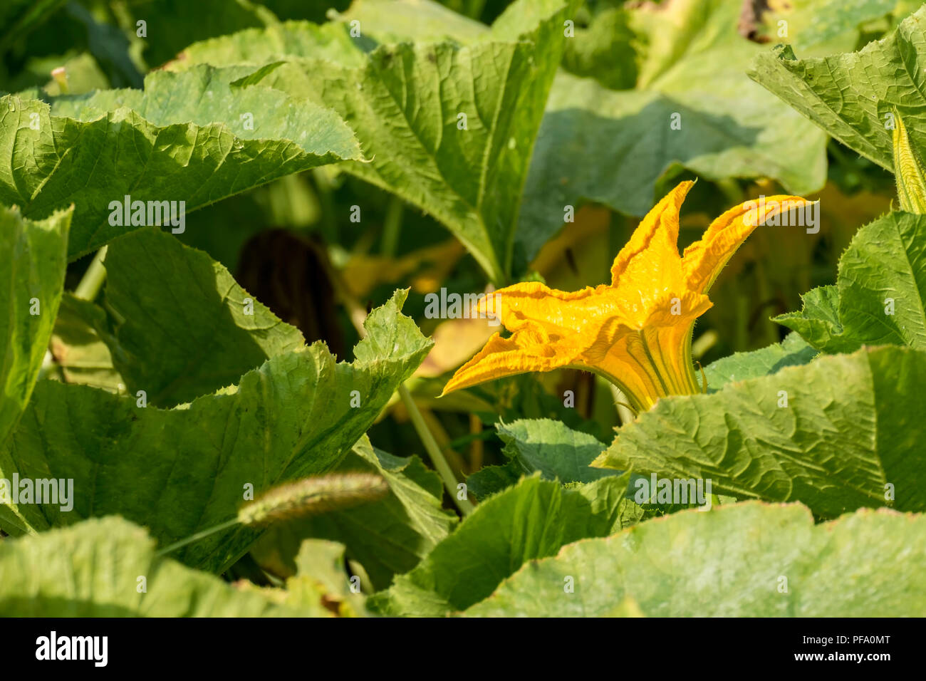 Fleur de courgette jaune lumineux en vert feuillage (courgette) Banque D'Images