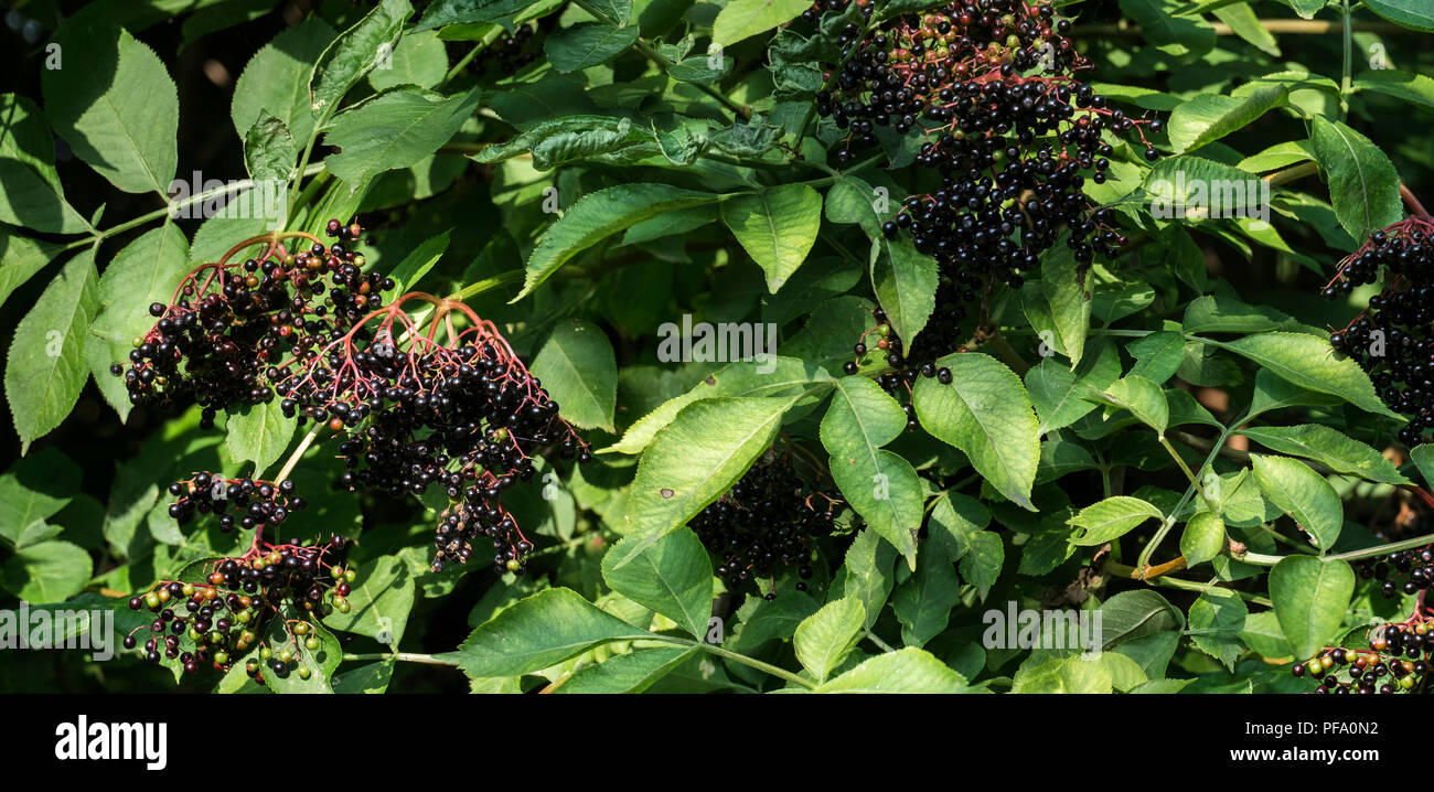 Grappes de fruits noirs mûrs ancien dans les feuilles vertes (Sambucus nigra) Banque D'Images