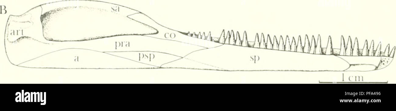 . Un diapsid reptile du Pennsylvanien, du Kansas. Les reptiles, les combustibles -- Kansas ; paléontologie ; PALÉONTOLOGIE Pennsylvanien -- -- Kansas. Fig. 2.-Pctwlacosaurti kansensis.je Lane. Rpconstniction slaiU niandihle de et en vue latérale (A), et de mandibule en vue médiale (B) basée principalement sur les specimen.s KUVP 9952 et 33607 KUVP, X 2. Abréviations u.sed en Figs. 2-13 : a, angnlar ; ae, atlantal centrum ; un, atlantal arc neural ; art, ; a. articulaire, ;i.ial centrum ; a.i, intercentrum ; bo, axial ; bs, basisphenoid basioccipital ; bt, basiptergoid ; processus de coronoid ; co, TC, cultri- forme processus ; d, dent Banque D'Images