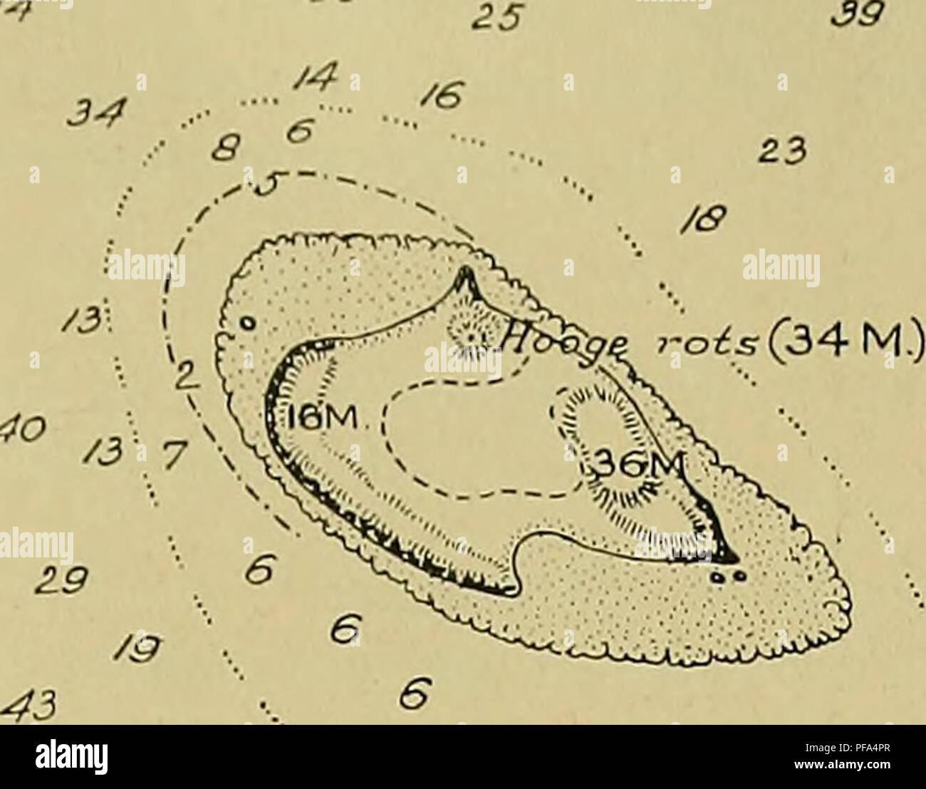 De Zeea Oost Indin Van Nederlandsch A Oceanographie Cotes Dans Icoraalriffen Verspreiding Der Den Archipel 33 A 5 40 O 36 A 4 8 2 9 J 23
