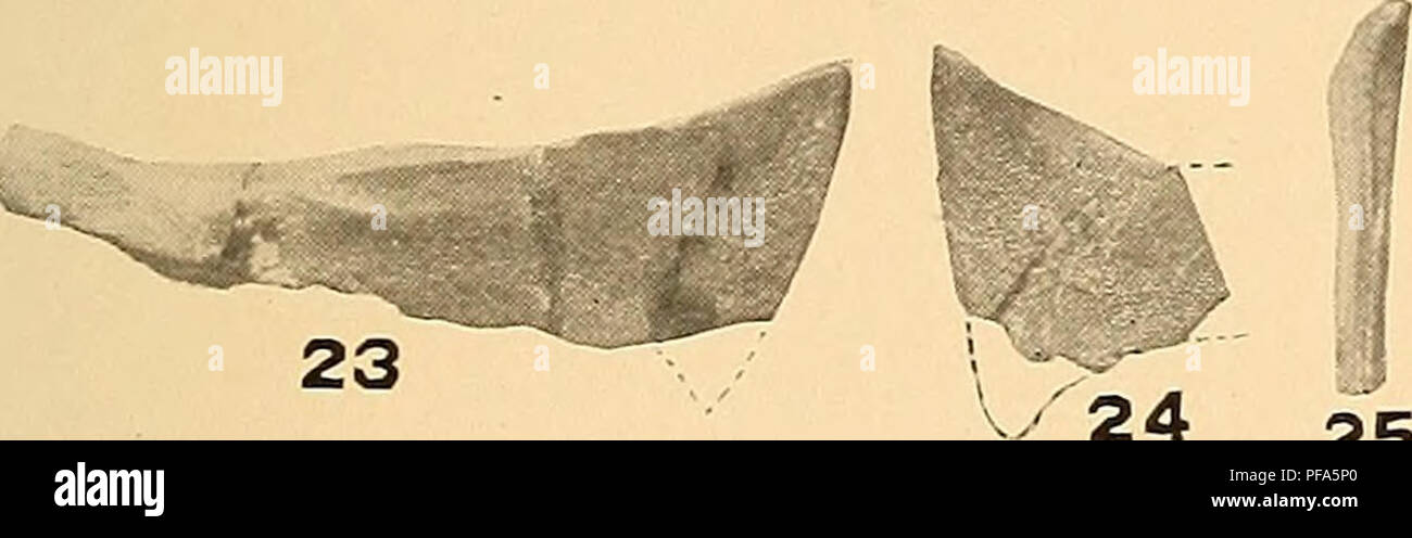 . Poissons du Dévonien de l'Iowa. Poissons, les combustibles, la paléontologie, la paléontologie. '0e0$0. m 24 25 26 '*â ¢'..-'â -â â€¢â "--â. Veuillez noter que ces images sont extraites de la page numérisée des images qui peuvent avoir été retouchées numériquement pour plus de lisibilité - coloration et l'aspect de ces illustrations ne peut pas parfaitement ressembler à l'œuvre originale.. Charles Eastman, Rochester, 1868-1918 ; Commission géologique de l'Iowa. Des Moines : Commission géologique de l'Iowa Banque D'Images