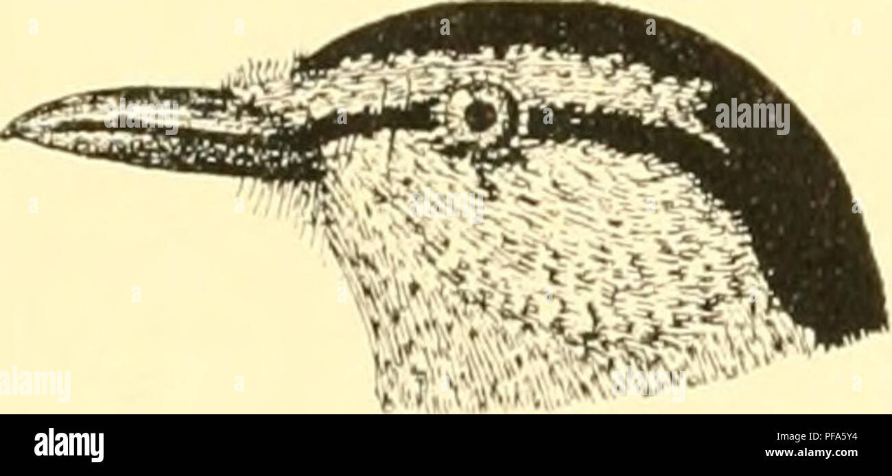 . De vogels van oeconomische beteekenis hunne en Java. Les oiseaux ; Zoologie, économique. Fiï. 42. K&lt;j|. v;m l,AL.(iK 'IMIIJA' !'. J'.m.i.. Xiiar C..i:i.i:kman.. Veuillez noter que ces images sont extraites de la page numérisée des images qui peuvent avoir été retouchées numériquement pour plus de lisibilité - coloration et l'aspect de ces illustrations ne peut pas parfaitement ressembler à l'œuvre originale.. Koningsberger, Jacob Christiaan, 1867-. Batavia : G. Kolff Banque D'Images