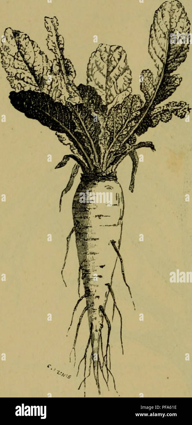 . De voeding der planten. Les plantes. S6 DE TIJDELIJKE BEWAARPLAATSEN VAN HET VOEDSEL. zijde van het ondereinde des stengels, een nieuwe knol zicht- Baar, l'ziir klein, doch weldra dans grootte toenemend. Het niet duurt lang, de cette knol overtreft de eerste dans grootte, p. en de à la fig. 38 afgebeelde toestand est bereikt. De groei van den jongen knol, en inéénschrompe uitzuiging en de- ling van den Ouden van de voort, en weldra begint de laatste te sterven en te ver- gaan. Zijn rol est afgespeeld, zoodra hij zijn al voedsel aan de plant heeft afgegeven, en cette tot volkomen ontwikke- ling you hear about us est Banque D'Images