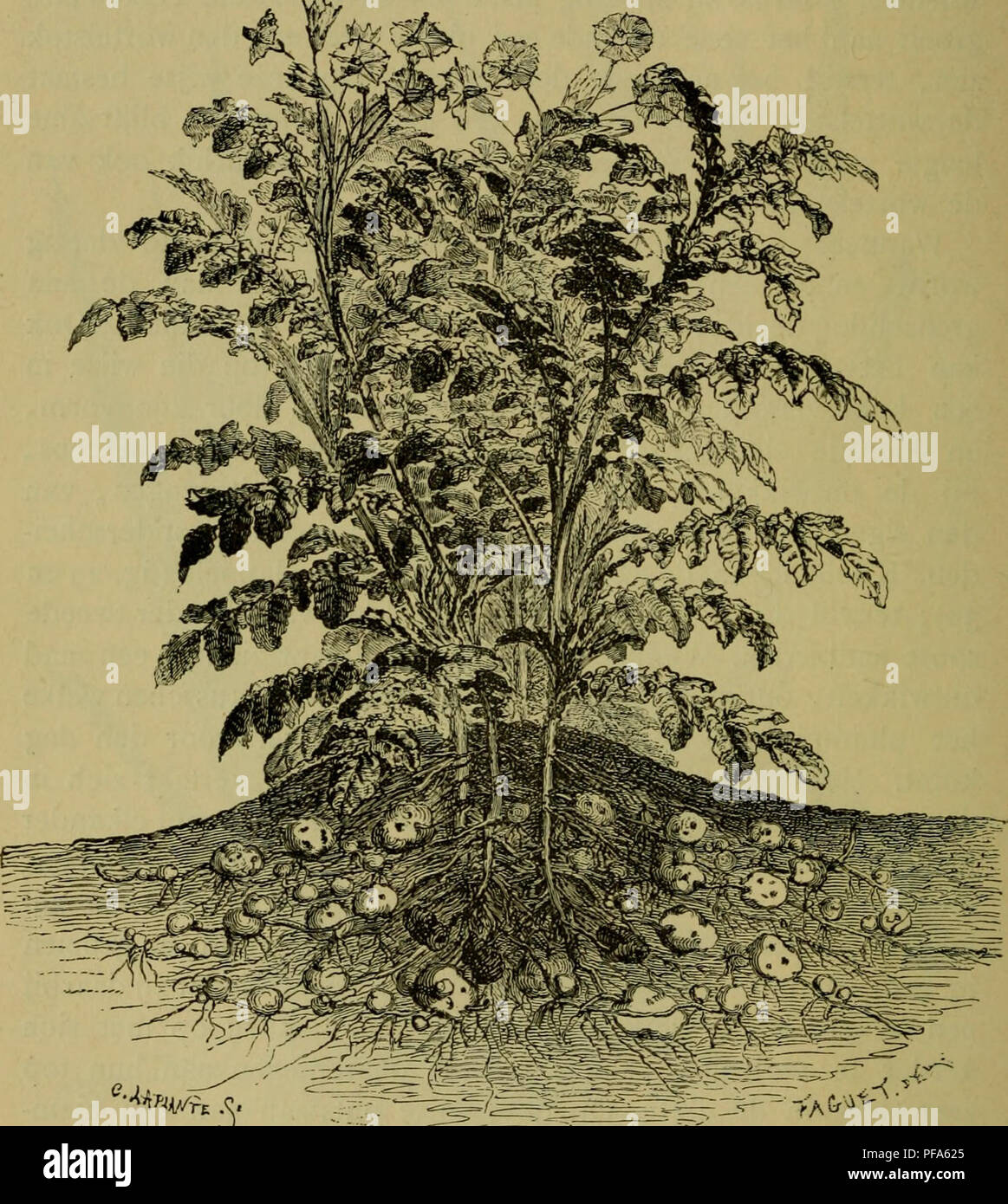 . De voeding der planten. Les plantes. 76 DE TIJDELIJKE BEWAARPLAATSEN VAN HET VOEDSEL. eindelijk elke tak er weer een aan zijn haut doet onstaan. Aan een gewonen aardappel (fig. 30) hommes ziet een aantal zooge- Fig. 29.. '"^^^•''IVrE SI. Aardappelplant bovenaardsche bebladerde stengels, a rencontré, en onder den voornemen wortelstokken groeiende waaraan zich de aardappelen, Ont.- wikkelen oogen noemde.. Gelijk Het zijn, men weet, de plaatsen, waar zich plus tard, bij het iiitloopen stengeldeelen, de nieuwe zullen. Veuillez noter que ces images sont extraites de la page numérisée des images qui peuvent avoir été numériquement Banque D'Images