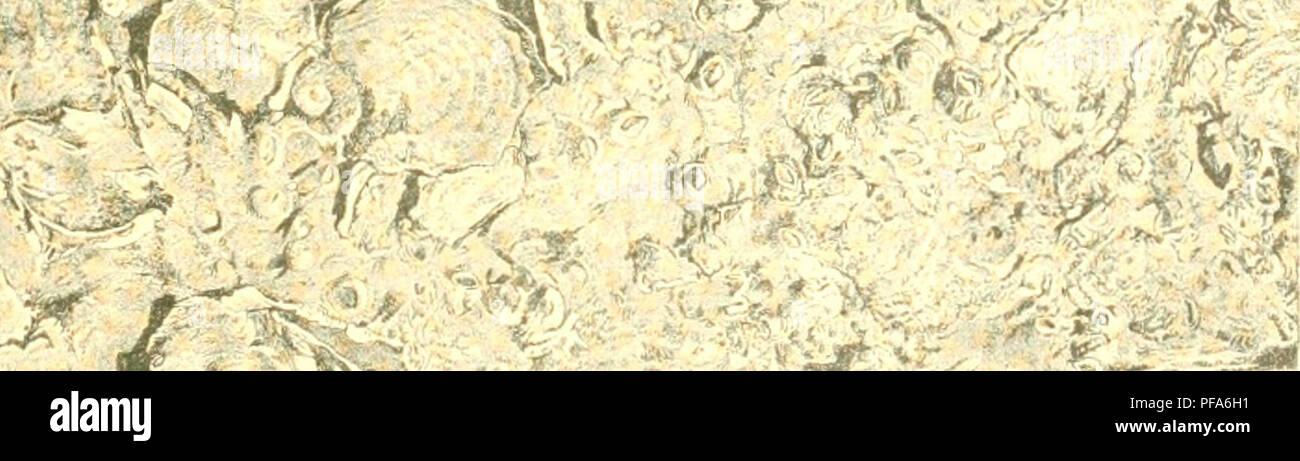 . Le développement et la protection de l'huître dans le Maryland. L'ostréiculture. MARYLAND RAPPORT COMMISSION DE L'huître. 1 PLAQUE X. n.i- ; 1'1,11'cd 111 )) & lt ;)ion sil ,Iiil 'J'l' n.-iiii)-.ml.Huile EIRF III' Sc-.ili- -' ; X .Si ui-.il Si/.i- ^ ^ Riili 'Â Â Â -Â Â Â ' _s 'â â ( t"]Â"IÂ"e^l- Si(l&Lt ; "''aii .^^»^^Pfte j- -. ^^^* !*j'^ ?J *Â", â â¢â r Â"^- J*. ., H/^ ^â ¢**-- .^^^j. c- â ;|. iro"^y-*- ' - '^â â ¢,..- L."^''*' .¦&Lt ;-]^ ^//"j'^..^*- ;.^^  ; v"-^-^ ; I..HM1 sl.ll- de Winslow Rapport sur les parcs à huîtres de Tanger et Poeomoke retentit : .tl/.J'n -t,lpl lht^^^ li-r /l-.l^j".,.. P Banque D'Images