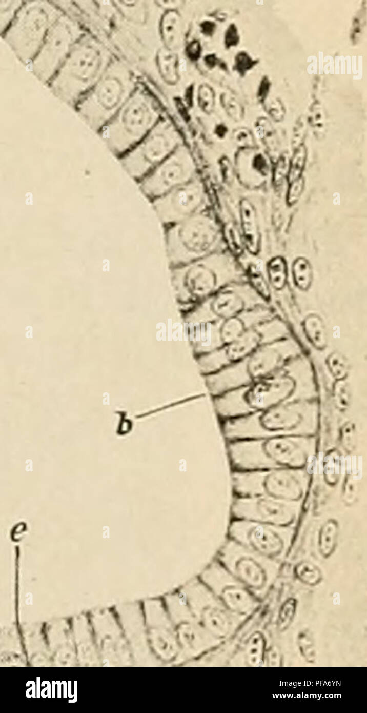 . Le développement de l'organisme humain : un manuel des droits de l'embryologie. L'embryologie ; embryon, Non-Mammalian. &Lt ;&amp;WB  %^, l&amp;j'^CPCS. Fig. 259.-l'article de l'implant cochléaire d'air d'un embryon de lapin 55 mm. d'un mésenchyme, ; b à e, l'épithélium de l'implant cochléaire ; conduit de M.t, membrane tectoria ; s.v.p, d'idées ; 1 à 7, l'organe de Corti en spirale.-(Baginsky.) donnant lieu à une structure assez complexe dont le développement a été retrouvé chez le lapin. Sur toute la longueur du conduit cochléaire les cellules reposant sur cette moitié de la membrane basilaire, qui est le plus proche de l'axe de la cochlée, et l'on peut appeler le centre h Banque D'Images