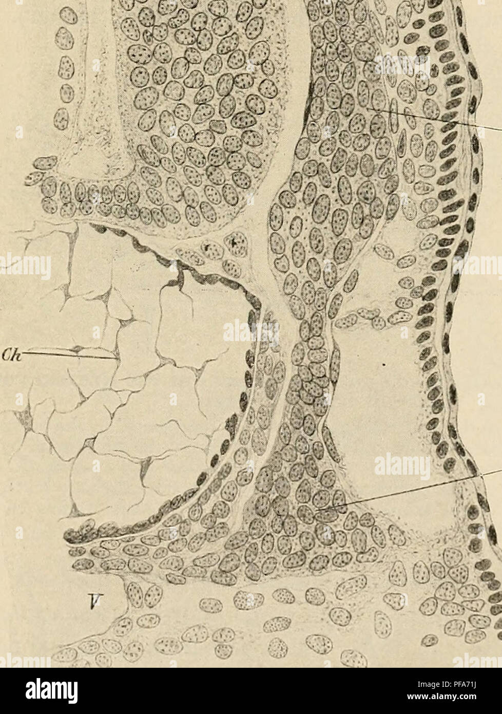 . Le développement de l'organisme humain : un manuel des droits de l'embryologie. L'embryologie ; embryon, Non-Mammalian. Le système sympathique 419 '"v ^. - - Fig. 248.âTransverse article par un embryon de requin (Scyllium) de ii mm., montrant l'origine d'un ganglion sympathique. Ch, notochorde ; E, l'ectoderme ; G, ganglion de la racine postérieure ; Gs, ganglion sympathique ; .1/, de la moelle épinière.â(Onodi.). Veuillez noter que ces images sont extraites de la page numérisée des images qui peuvent avoir été retouchées numériquement pour plus de lisibilité - coloration et l'aspect de ces illustrations ne peut pas parfaitement ressembler à l'œuvre originale.. Mc Banque D'Images