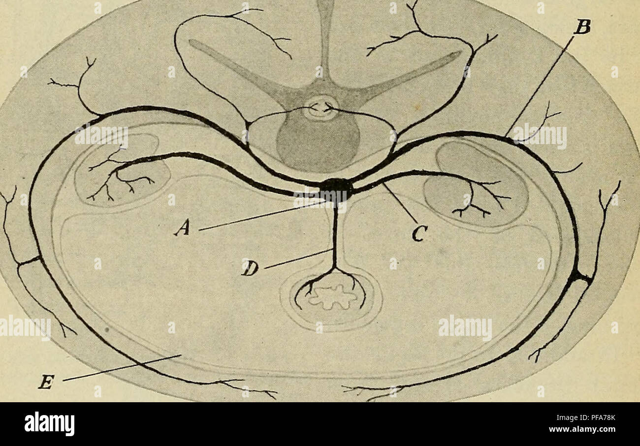 . Le développement de l'organisme humain : un manuel des droits de l'embryologie. L'embryologie ; embryon, Non-Mammalian. 246 DÉVELOPPEMENT DE L'élaboration du système artériel produit la grande majorité de ces branches viscérales disparaissent, certains de la persistance des latérales, cependant, pour former l'interne, rénale, et d'artères hypogastriques spermatique de l'adulte, alors que les branches non appariées sont représentés uniquement par le cceliac et l'artère mésentères supérieur et inférieur. L'artère mésentérique supérieure est le représentant de l'adultes artère vitelline de l'embryon et découle de l'aorte par deux ou trois, Banque D'Images