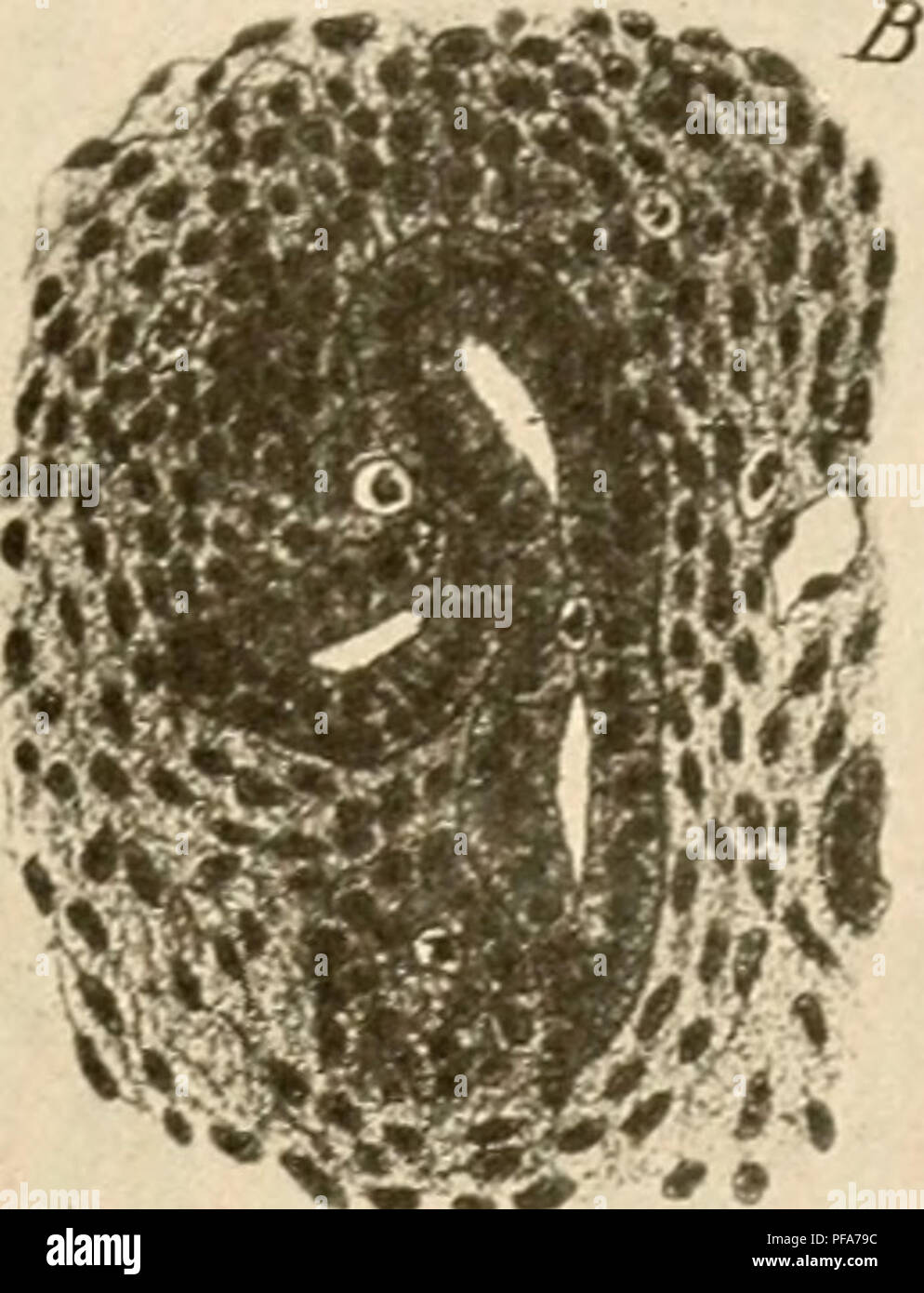 *The Development of the Chick* de Frank Rattray Lillie est un texte introductif sur l'embryologie des oiseaux. Il détaille les étapes de développement chez les embryons de poulet, explorant les processus cellulaires, la formation des organes et les modèles de croissance précoces cruciaux pour comprendre la biologie aviaire et l'embryologie. Banque D'Images