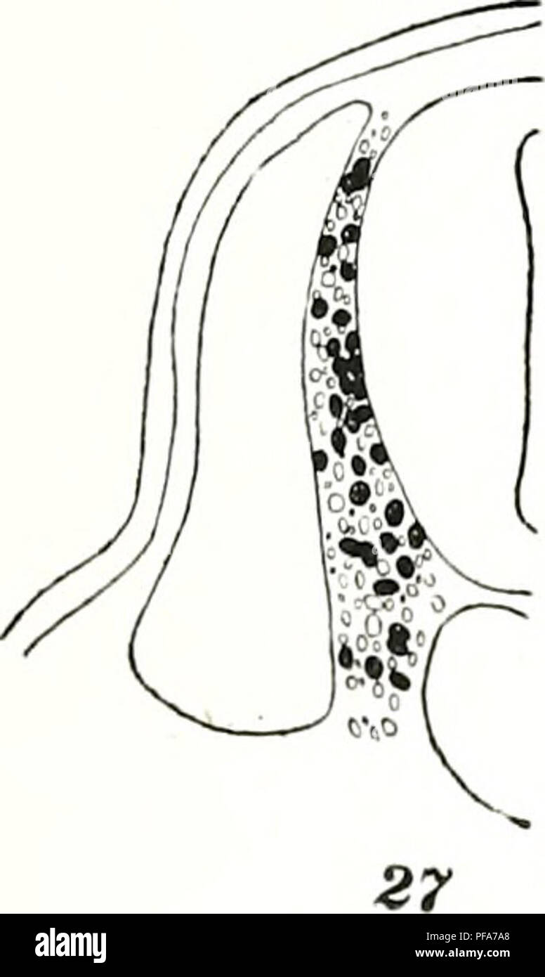 Cette étude de Hsin-kuo Chen explore le développement embryologique du membre pectoral chez Necturus maculosus, communément appelé chiot de boue. Il étudie les changements anatomiques qui se produisent pendant le développement des membres et fournit des informations sur l'évolution des extrémités des vertébrés. Banque D'Images