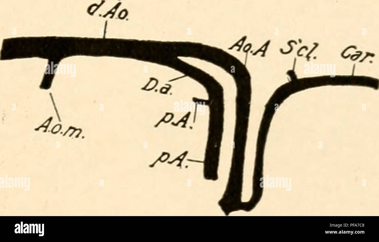 . Le développement du poussin ; une introduction à l'embryologie. Les oiseaux -- l'embryologie. Un B. Fig. 208. - Reconstruction des arcs aortiques d'un embryon de 8 jours à partir d'une série de sections sagittales. A. côté gauche. B. côté droit. A. o. m., artère vitelline. Ao. A., aortique (systémique) arch. Auto., l. D. a., canal artériel, d. Ao., aorte dorsale, P. A., Pul- monary artère. S'cl., artère sous-clavière. C., les vannes de l'artère pulmonaire. quantité de sang ; la fonction principale de l'arc pulmonaire est obviouslv svstemic dans le cadre de la circulation. En d'autres termes, les deux côtés de l'hea Banque D'Images