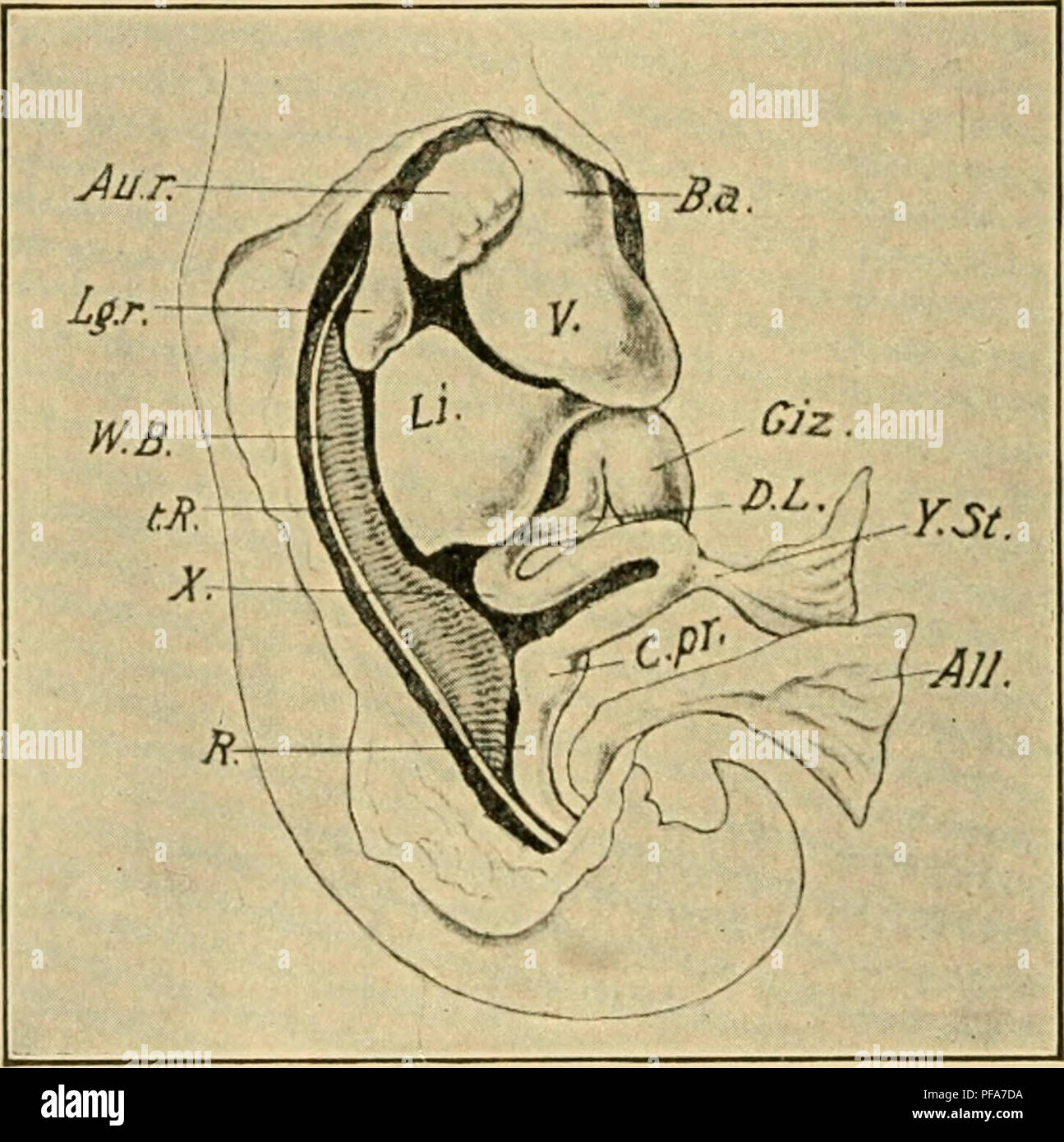 . Le développement du poussin : une introduction à l'embryologie. L'embryologie ; Poulets -- les embryons. 310 LE DÉVELOPPEMENT DU POUSSIN gauche, comme chez les mammifères ; dans le poussin la flexion latérale de l'estomac semble être peu compliqué par une telle rotation. La courbure laisse un grand espace à l'intérieur pour le droit contenant l'orifice d'Arantius et le foie, en bref, l'ensemble de la masse médiane du septum transversum. Les principales divisions de l'intestin sont marqués par leur position, la taille et la structure de relations publiques avant la fermeture de l'œuf-vitre ; ainsi le troisième jour l'œsophage apparaît comme un const Banque D'Images