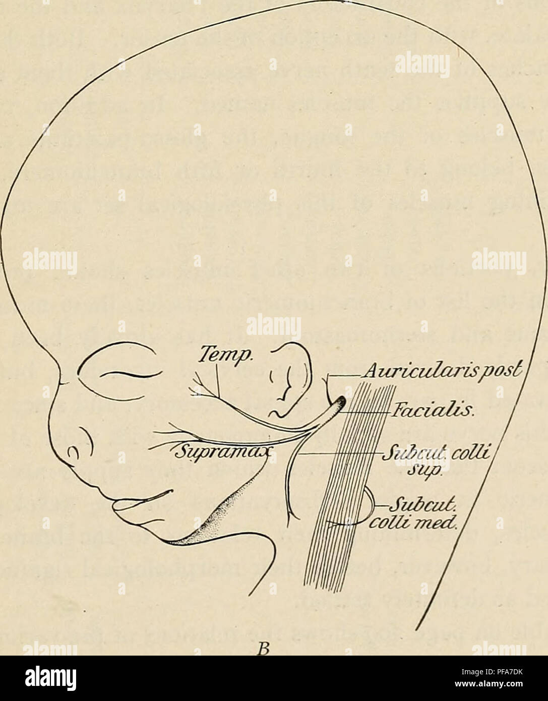 Ce manuel décrit les étapes de l'embryologie humaine, en se concentrant sur le développement des embryons au cours des premiers mois. Il présente des illustrations montrant la progression de structures telles que le septième nerf crânien, visibles dans des embryons de différents stades. Banque D'Images Ce manuel décrit les étapes de l'embryologie humaine, en se concentrant sur le développement des embryons au cours des premiers mois. Il présente des illustrations montrant la progression de structures telles que le septième nerf crânien, visibles dans des embryons de différents stades. Banque D'Images