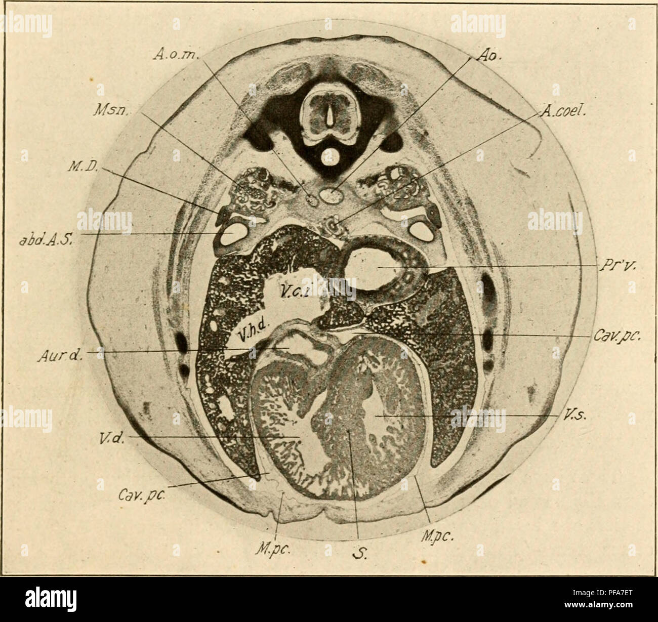 Cette introduction à l'embryologie aborde le développement du poussin, en se concentrant sur les étapes clés comme le développement des cavités corporelles et de la membrane pleuro-péricardique. Banque D'Images
