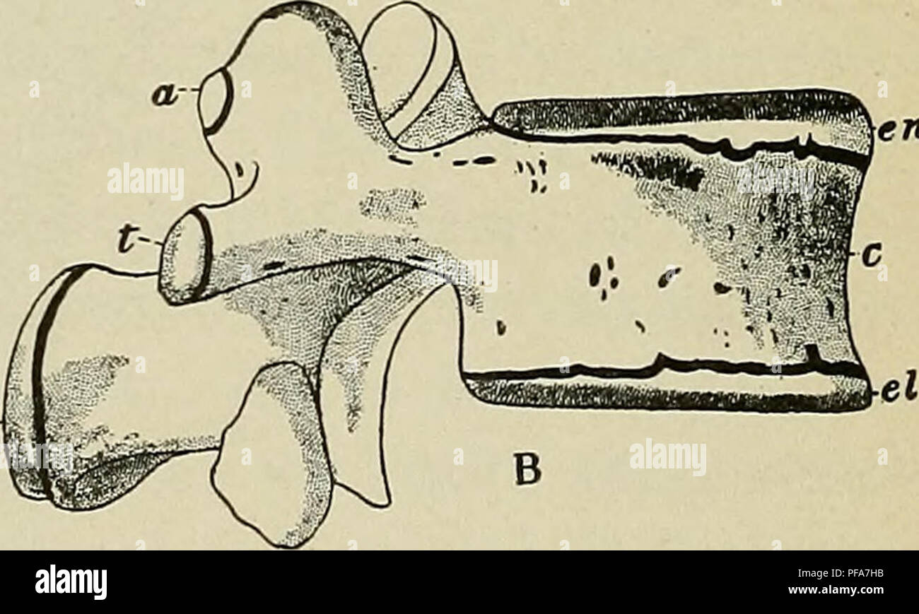 . Le développement de l'organisme humain : un manuel des droits de l'embryologie. L'embryologie ; embryon, Non-Mammalian. Fig. 99.-un, une vertèbre à la naissance ; B, vertèbre lombaire montrant des centres d'ossification secondaire. a, Centre pour le processus articulaire ; c, corps ; el, abaisser la plaque epiphysial ; en haut, la plaque epiphysial ; na, arcs vertébraux ; s, centre pour l'apophyse épineuse ; t, centre pour l'apophyse transverse.-(Sappey.) d'un seul centre. Ces divers centres apparaissent tôt dans la vie, de l'ONIC- embry mais la transformation complète des cartilages dans l'os ne se produit pas avant un certain temps après la naissance, chaque vertèbre à ce p Banque D'Images