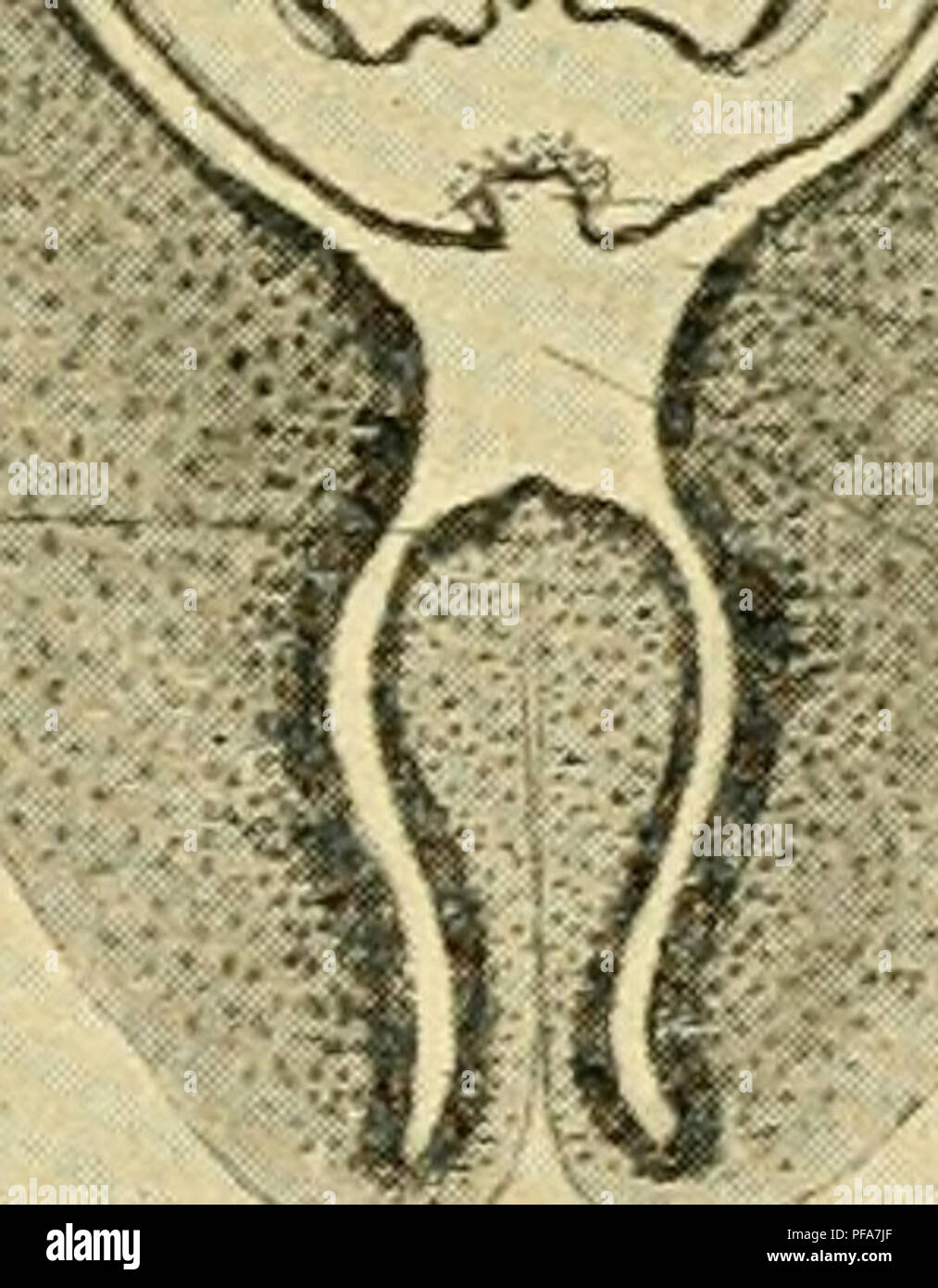 Ce travail de Frank Rattray Lillie fournit une introduction à l'étude de l'embryologie du poulet, en se concentrant sur les stades de développement et les processus biologiques qui se produisent au début de la vie. Il offre des illustrations et des explications détaillées de la différenciation cellulaire, de la formation des organes et d'autres étapes essentielles du développement chez les embryons de poulet. Banque D'Images